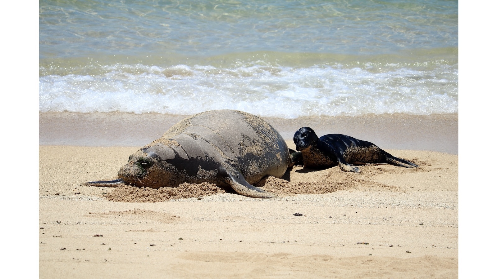 The monk seal Kaiwi and her newborn pup in Waikīkī. People are advised to keep their distance from the animals.