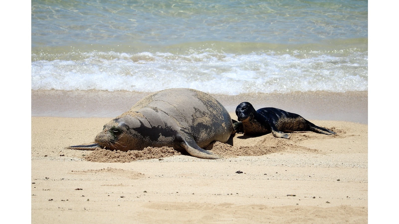 Video of man throwing rock at monk seal under investigation
