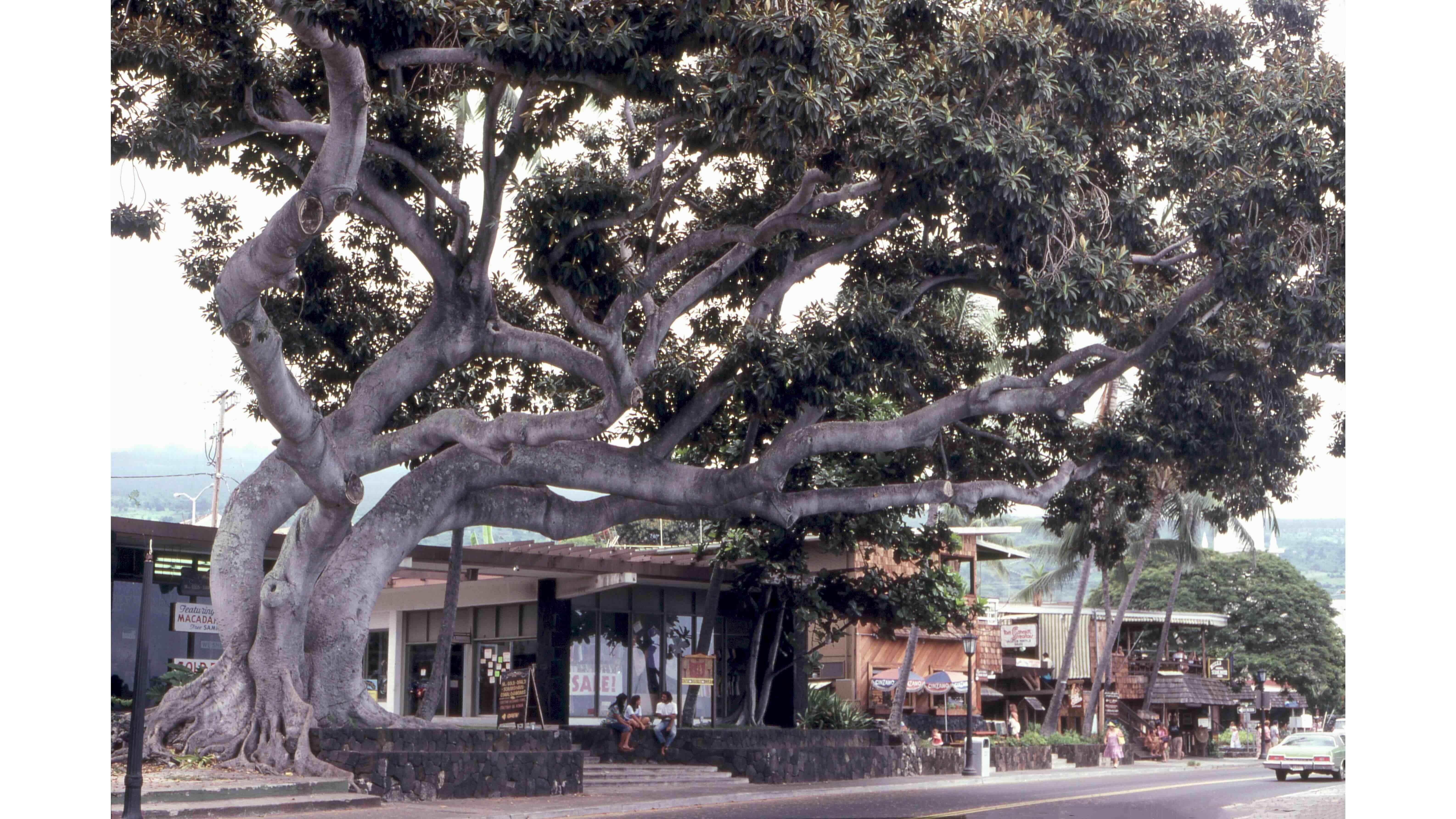Same fig tree in 1974 in Kailua Kona