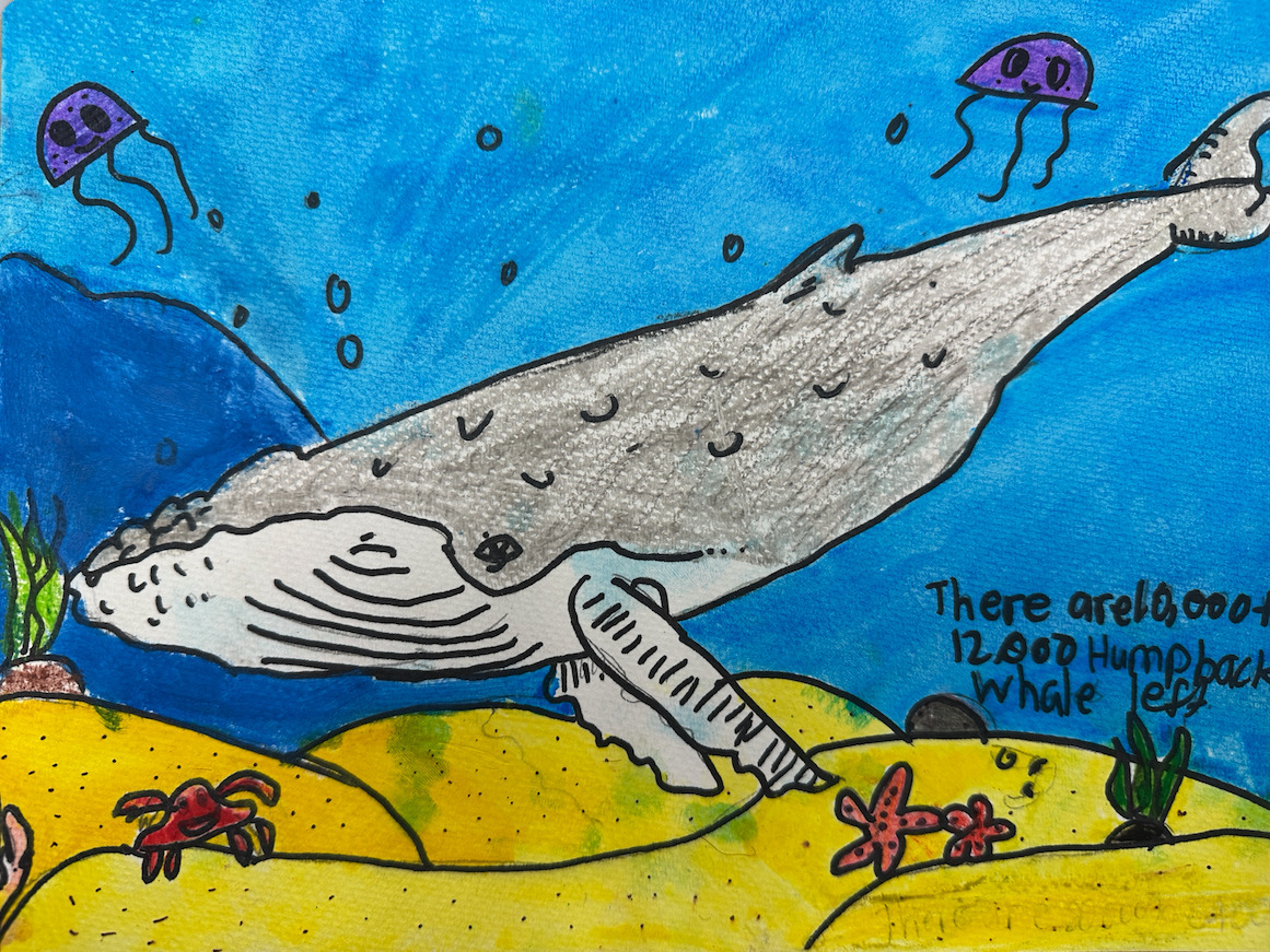 A blue whale, illustrated by a fifth grader at Hokulani Elementary School.