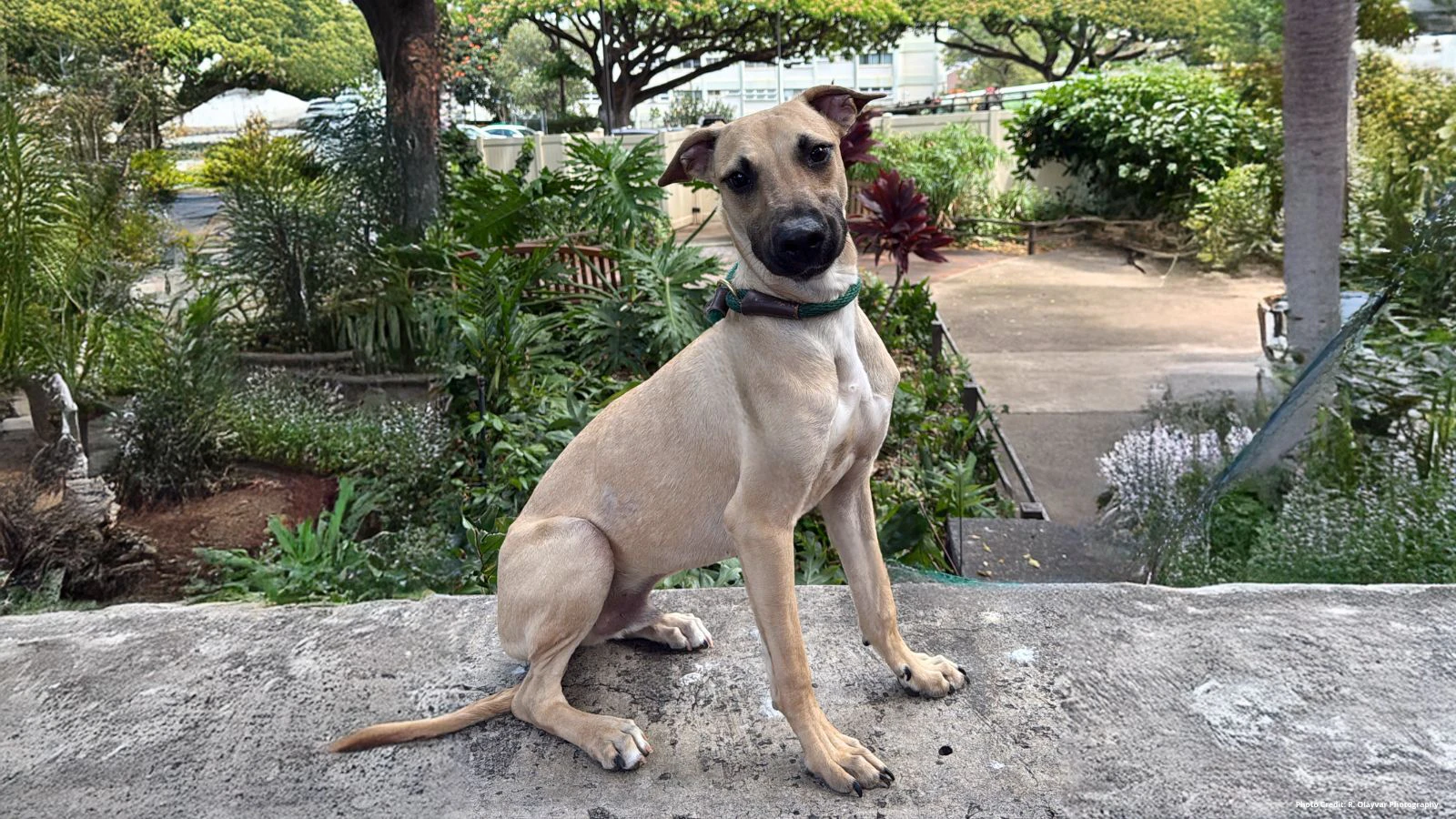 Adopt-a-Pet July 3, 2025: Green Bean 'the couch potato' is looking for a home