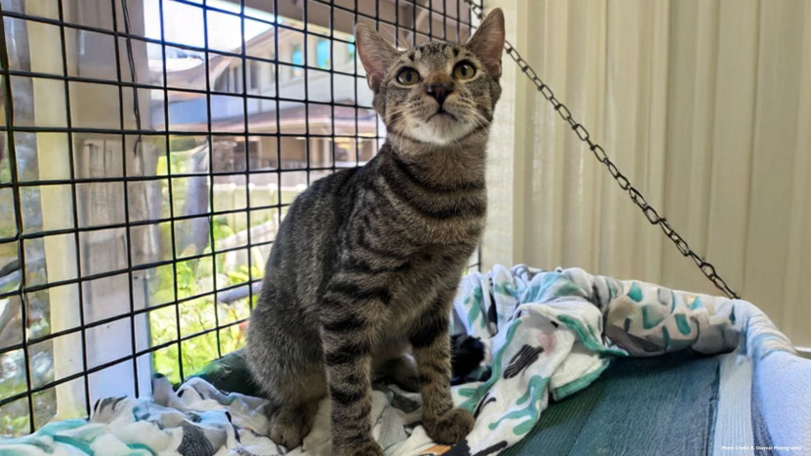 Adopt-a-Pet July 10, 2025: Wally wants to find a new home
