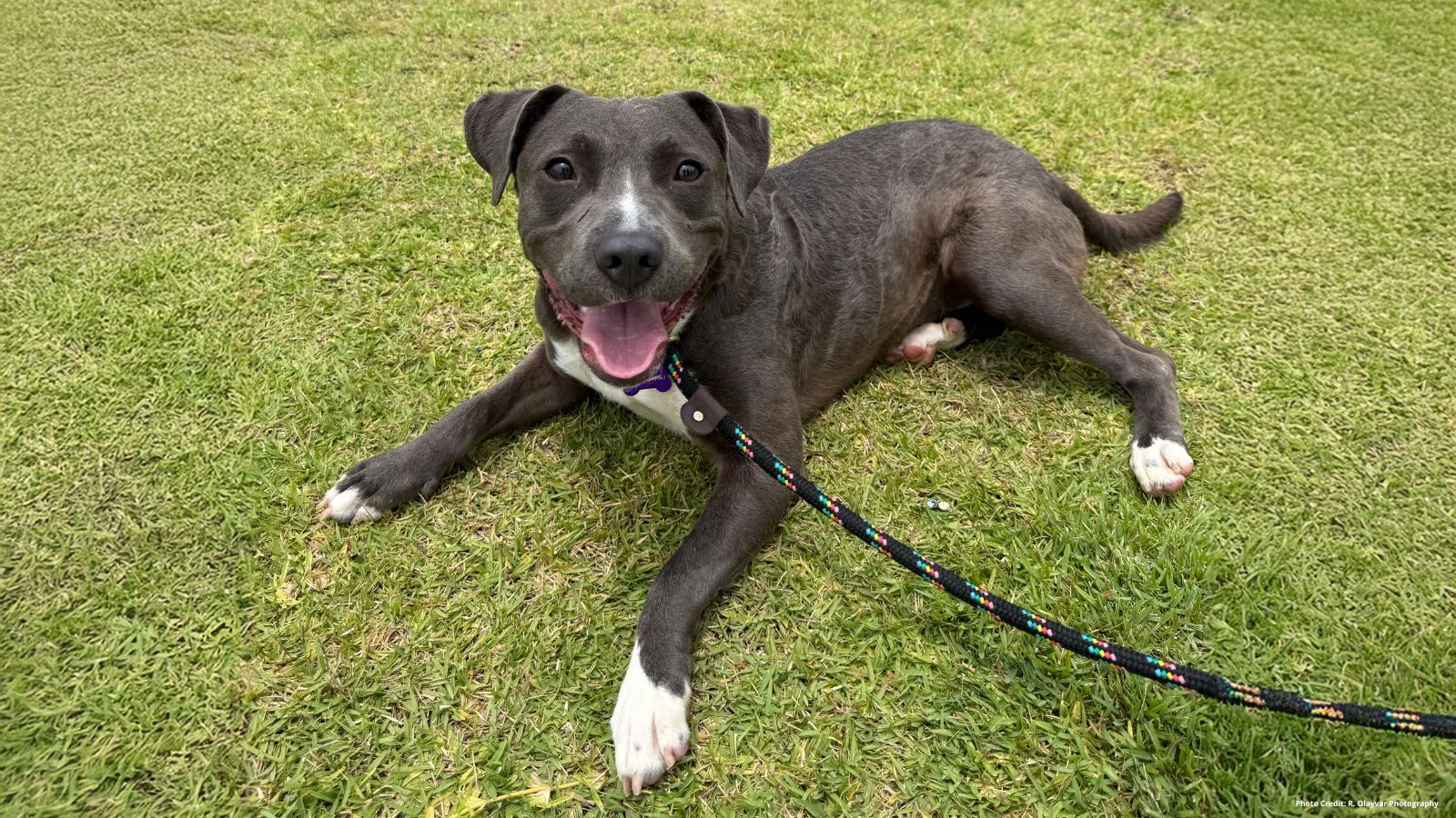 Adopt-a-Pet July 17, 2025: Shaggy knows tricks like ʻsitʻ and ʻdownʻ