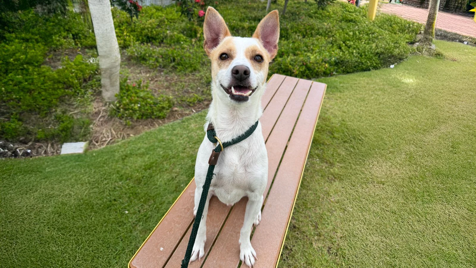 Adopt-a-Pet July 24, 2025: ʻFall in love with Gage and his snaggletoothʻ