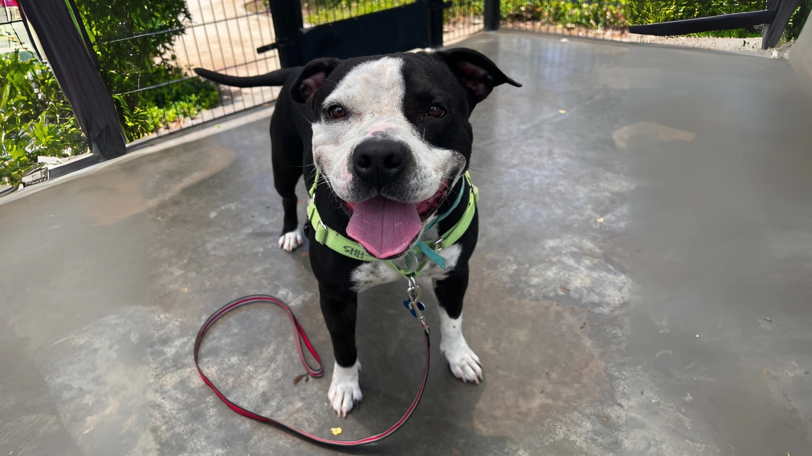 Adopt-a-Pet July 31, 2025: Moo, with black and white spotted fur, canʻt wait to meet you