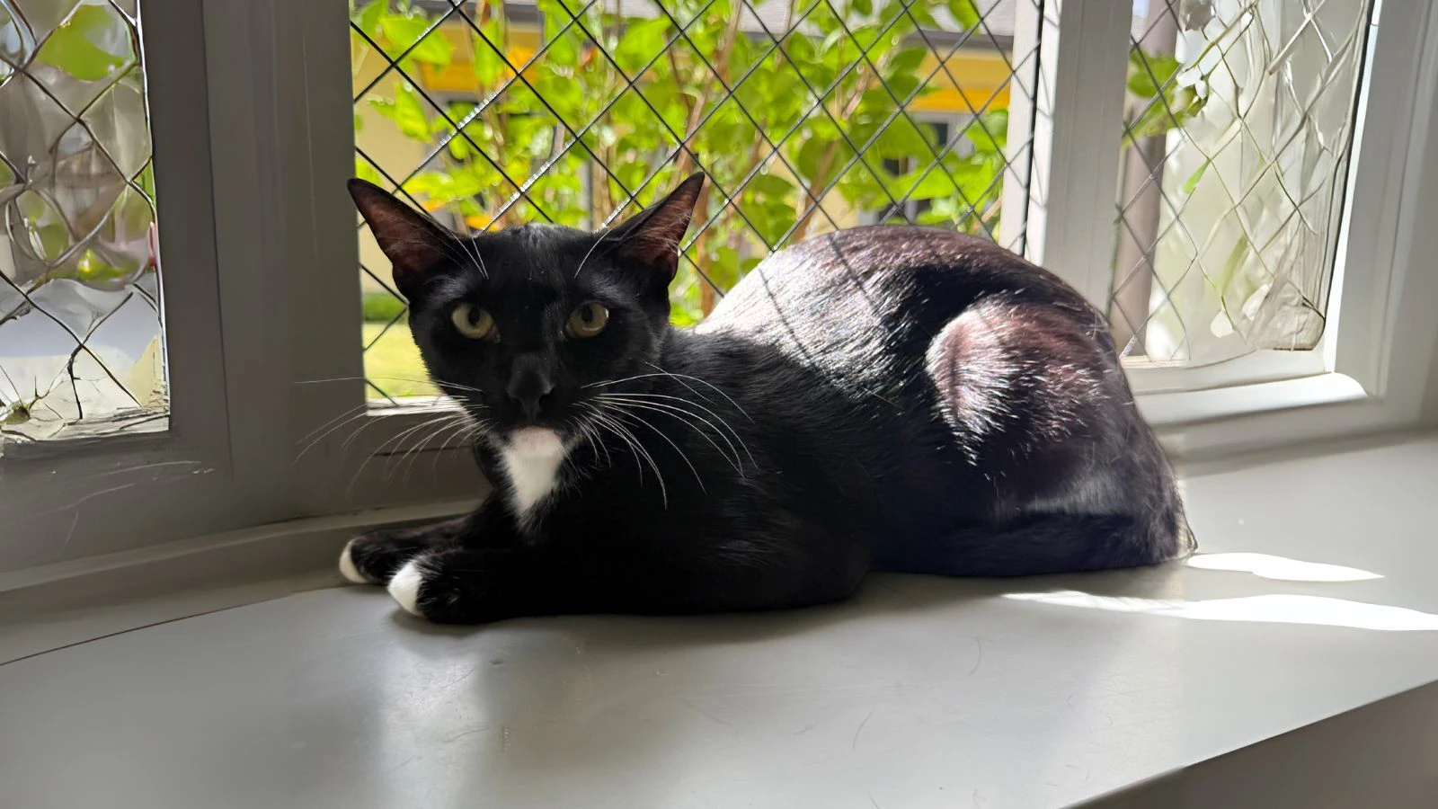 Ben is a 4-pound, 6-month-old Domestic Shorthair mix.