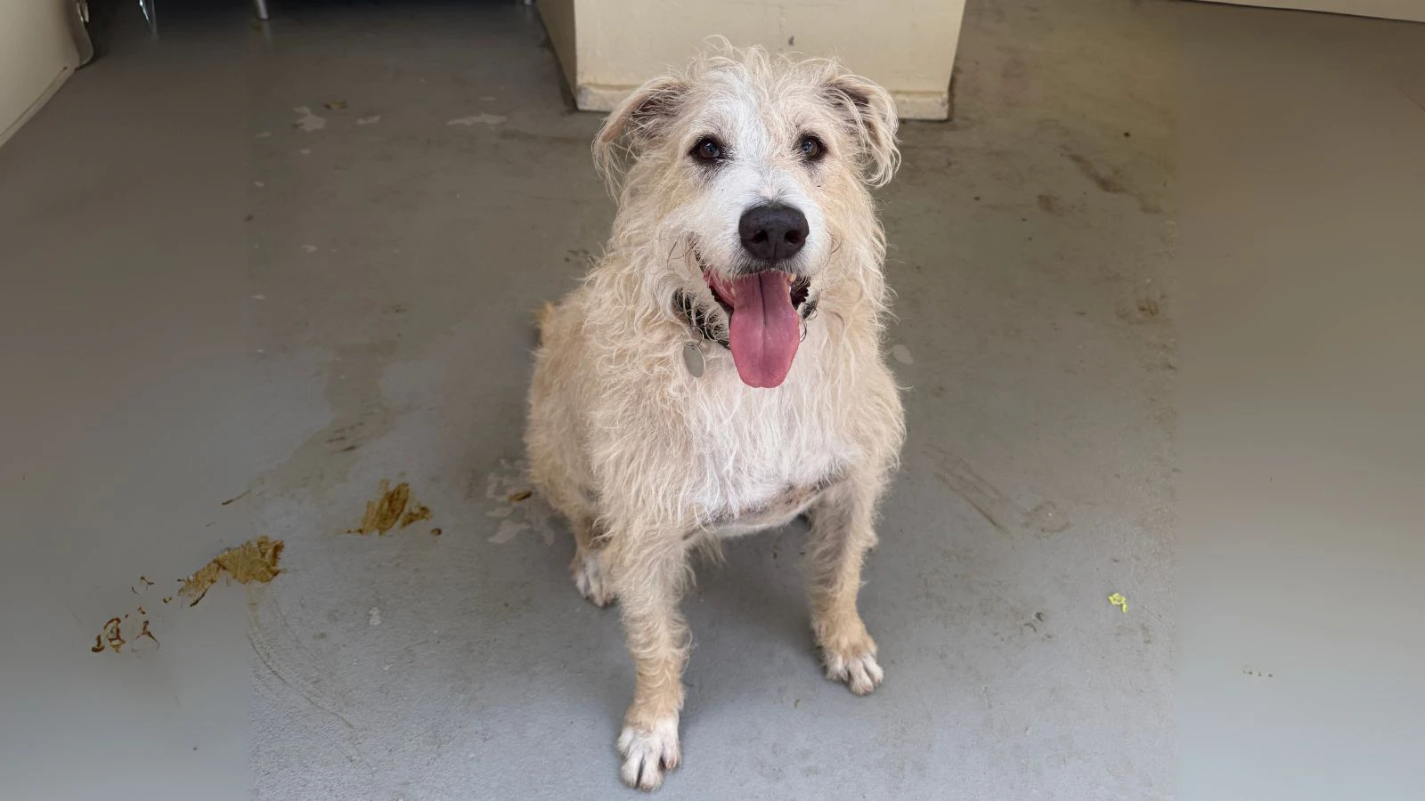 Adopt-a-Pet Aug. 14, 2025: Eddie 'eagerly explores all the world has to offer'