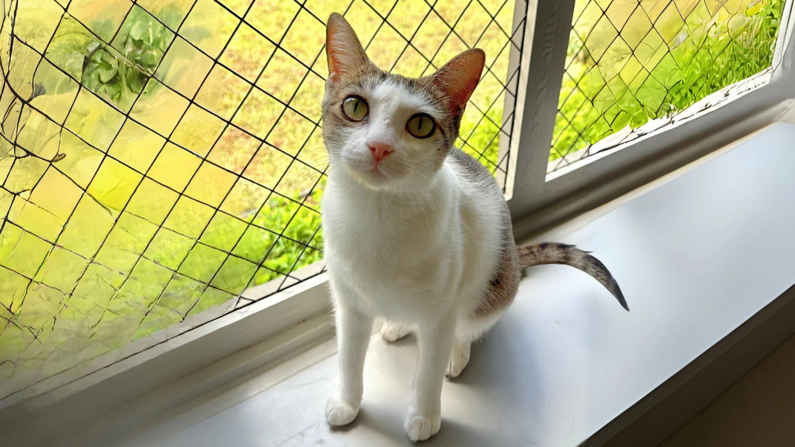Booboo is a 7-pound, 1-year-old Domestic Shorthair mix