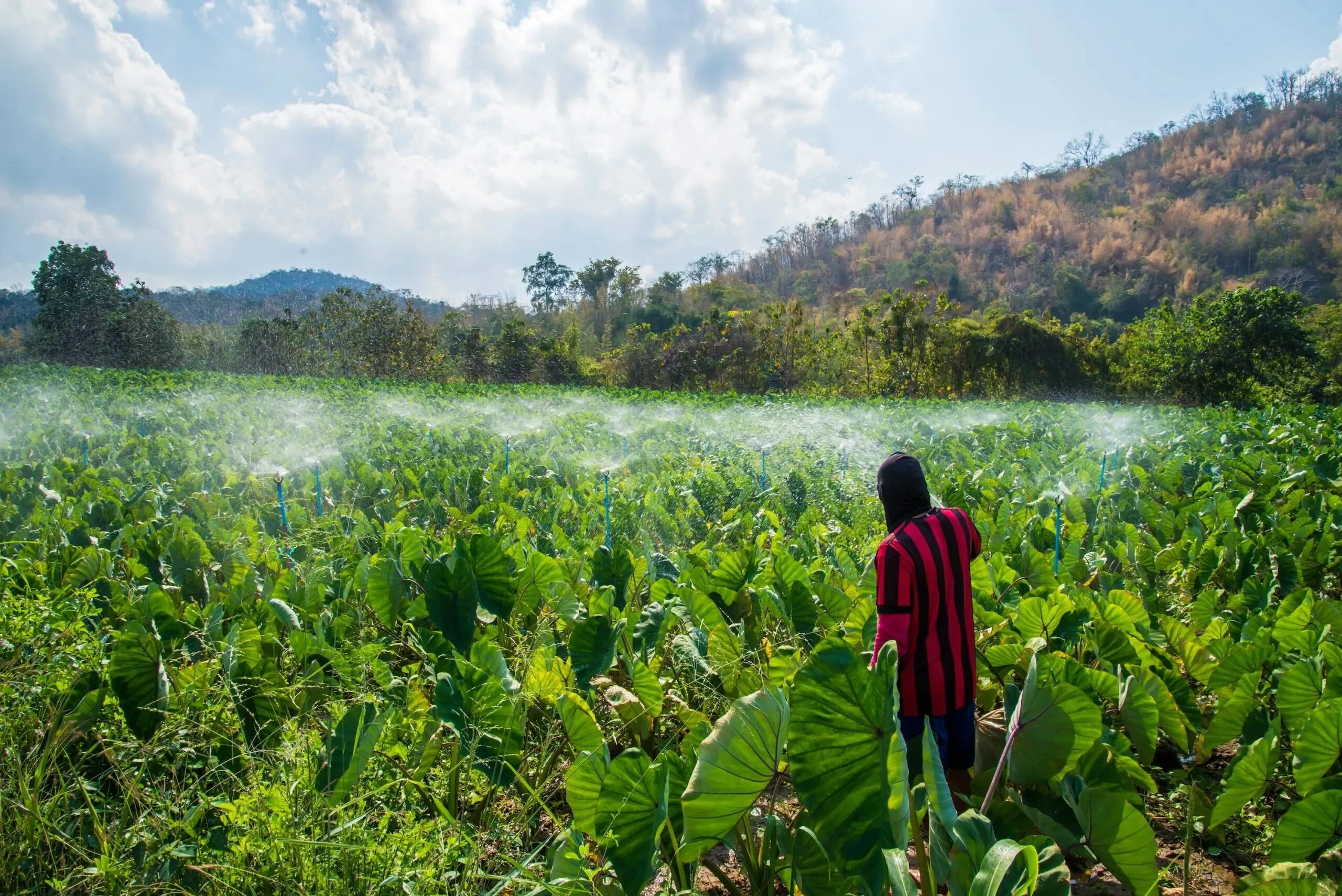 Taro farmer
