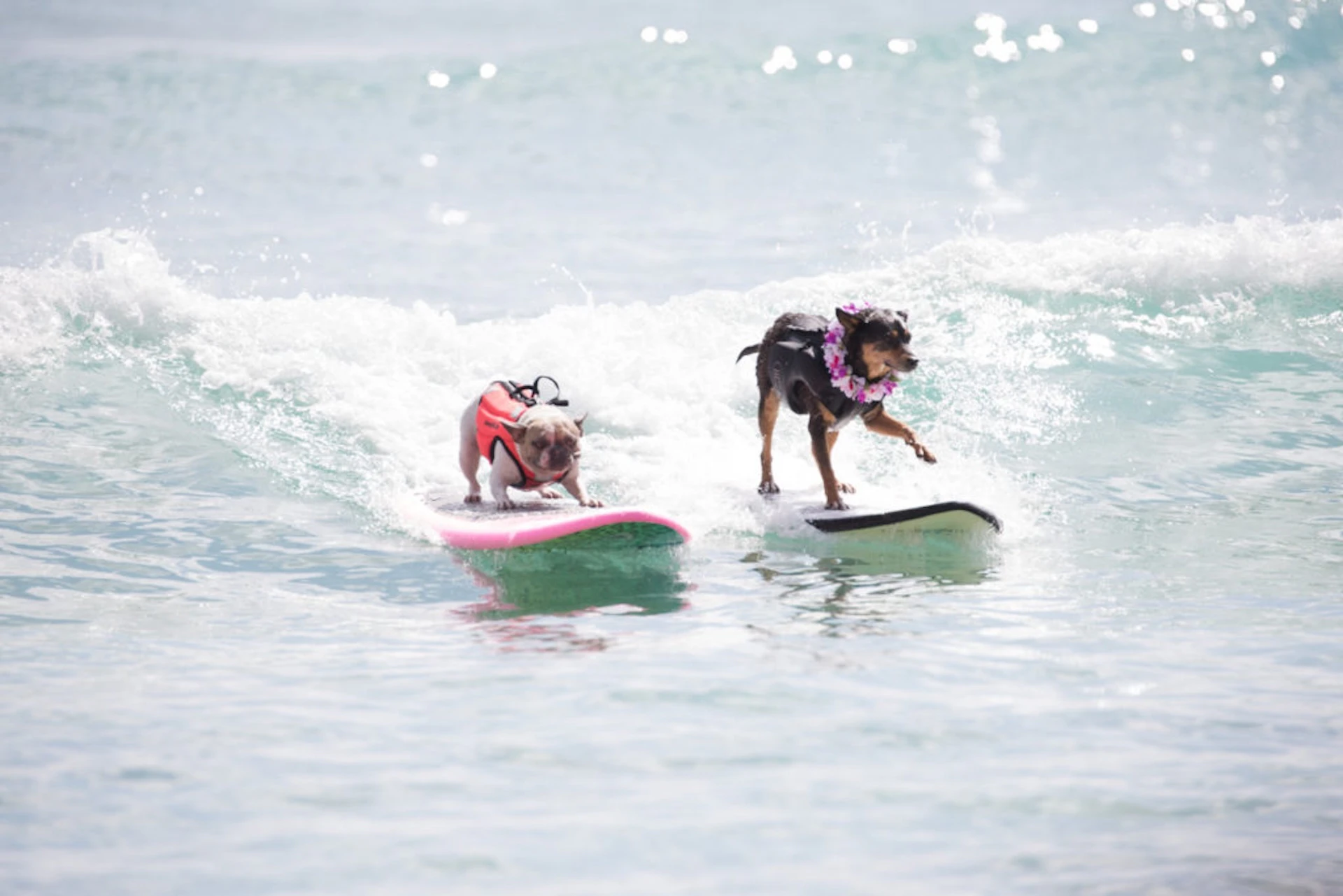 Going to the Dogs SurFur ComPETition
2017 GOING TO THE DOGS SURFUR COMPETITION
2017: 17 dogs! woof woof! tandem frenchies, first time rescue mutts and tiny chihuahuas! This one had it all!