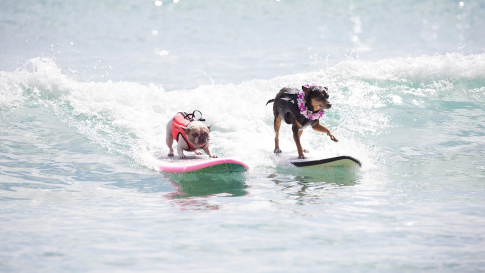 Watch animals 'born to surf' in Waikīkī