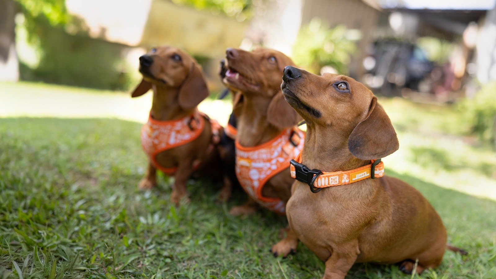 The pet gear features Zippy's orange logo print on a number of items for your furry friends: a collar, harness, leash and poop bag holder.