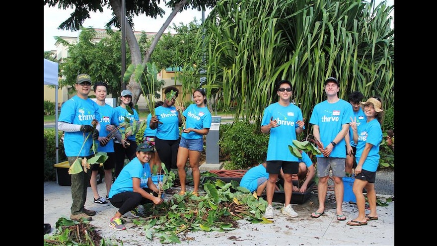 A group of volunteers planting kalo in Kapolei.