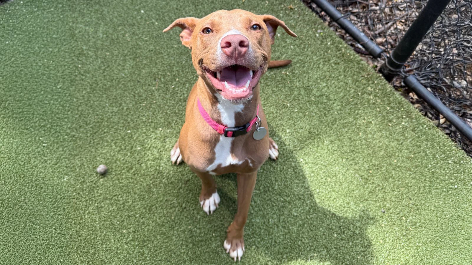 Adopt-a-Pet May 14: Nyla, a goofy gal who loves a good treat