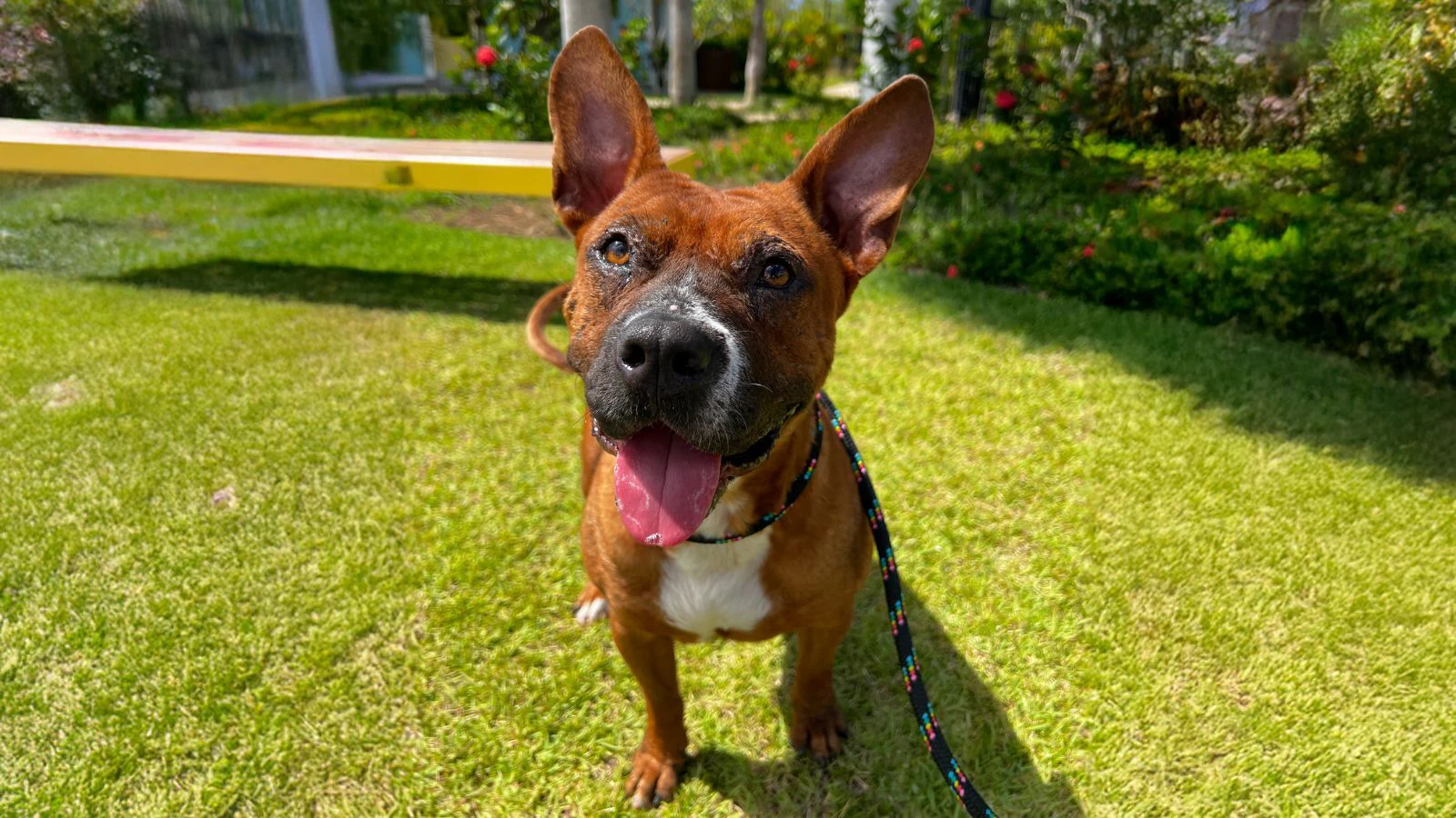 Adopt-a-Pet May 20, 2025: I'm Batman, your trusted companion