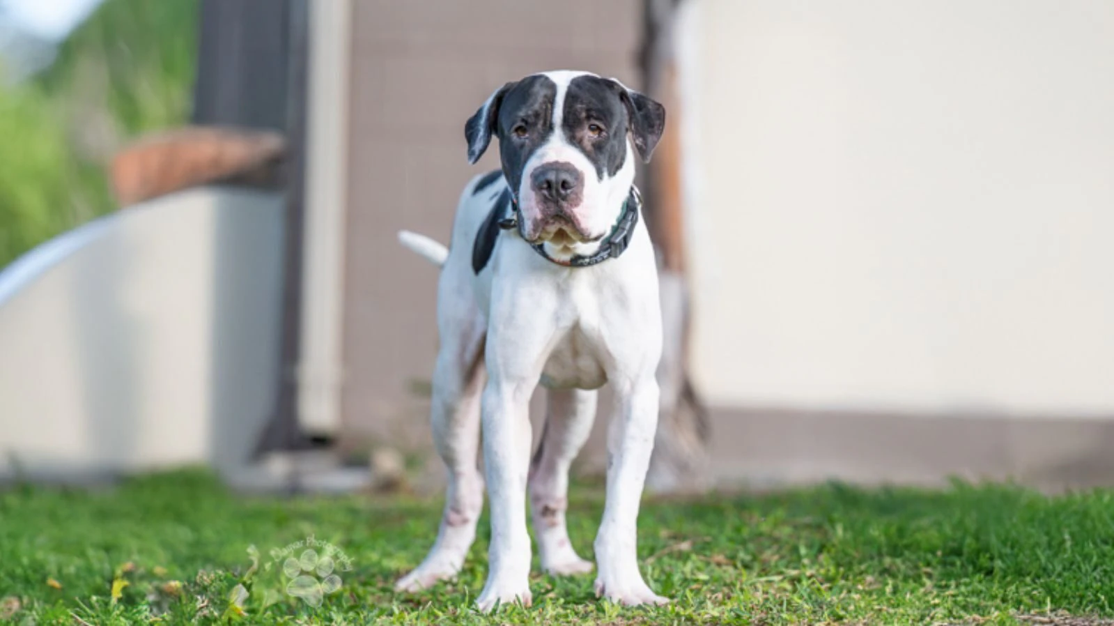 Adoptable dog name Kilameha