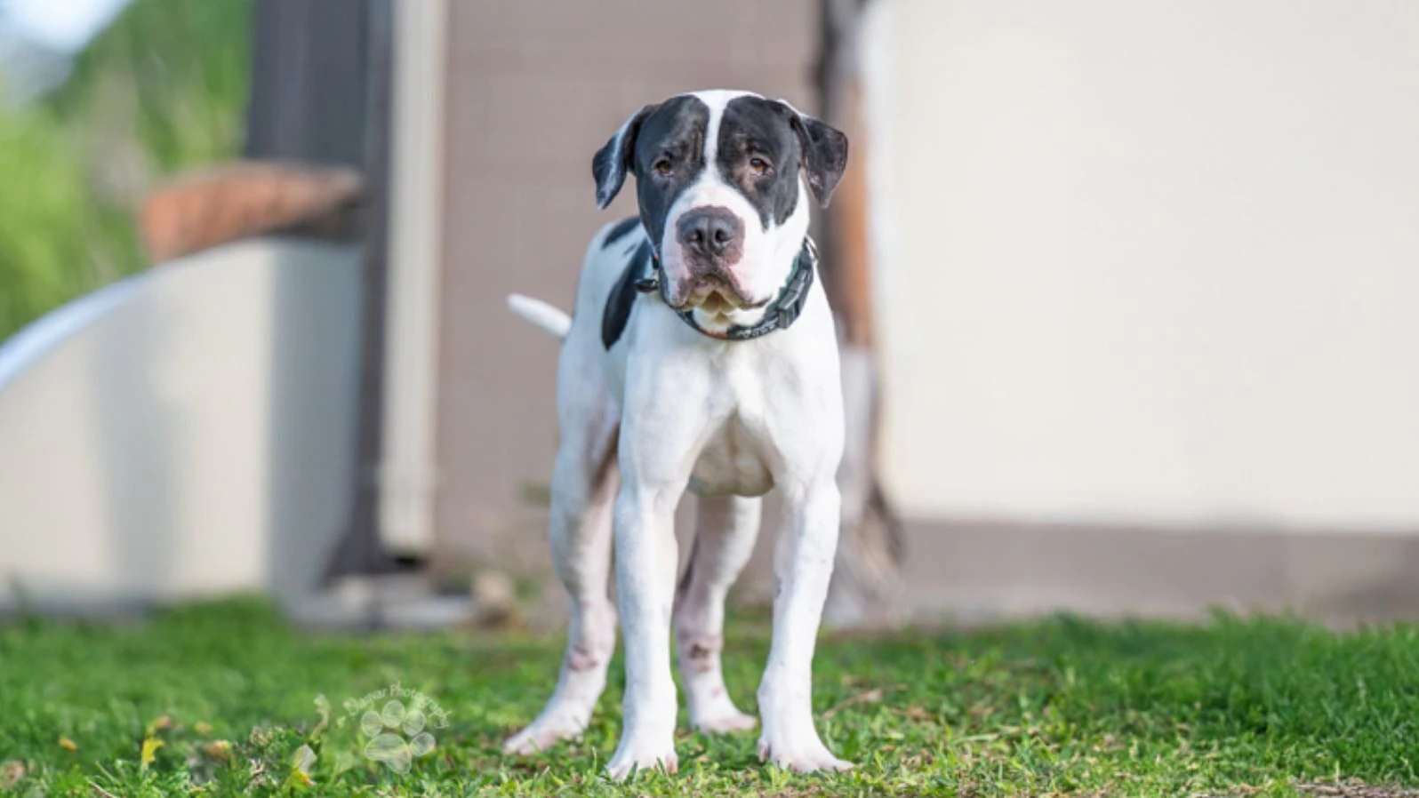Adopt-a-Pet O‘ahu May 29, 2025: Kilameha, a 3-year-old American Pitbull Terrier mix