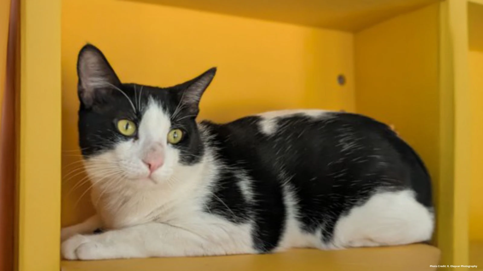 Adopt-a-Pet June 12, 2025: Reggie, the 'comical goofball'