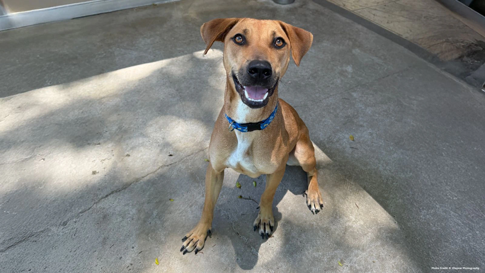 Adopt-a-Pet Oʻahu June 19, 2025: Samus wants to join your family