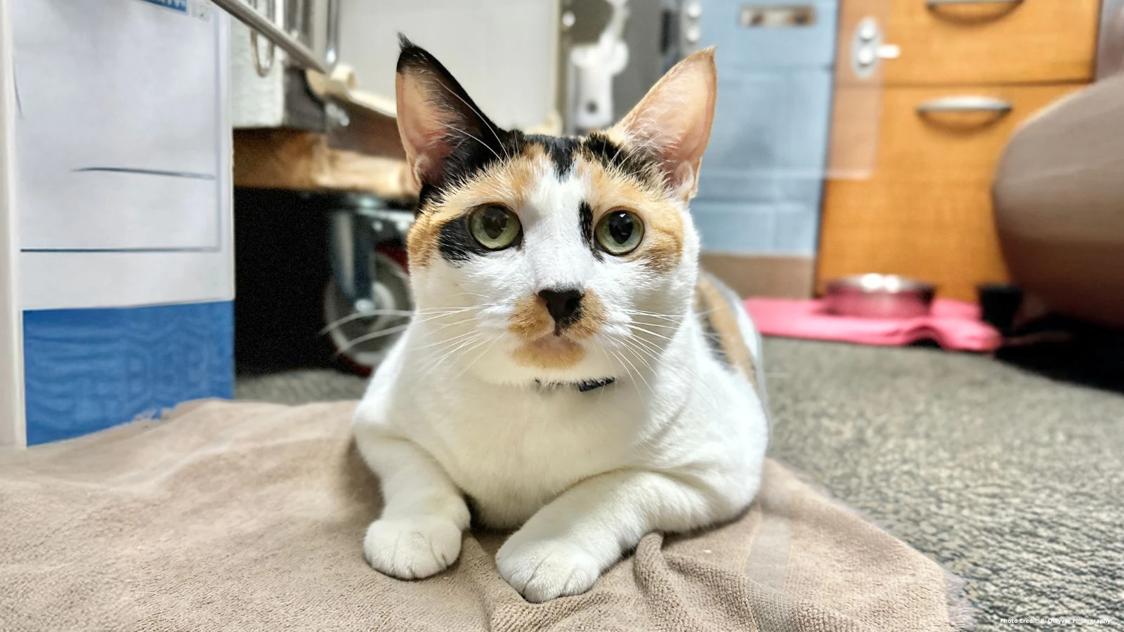 Adopt-a-Pet Oʻahu June 26, 2025: KaliKat embodies love and affection