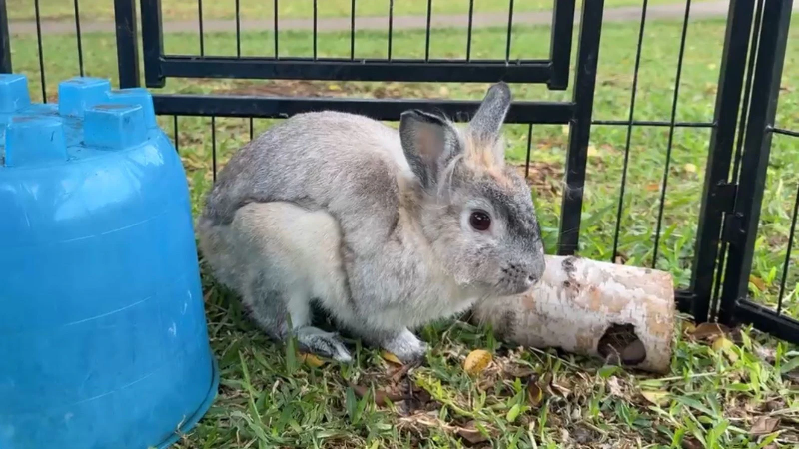 Adopt-a-Pet O‘ahu June 5, 2025: Chippy the rabbit needs a home