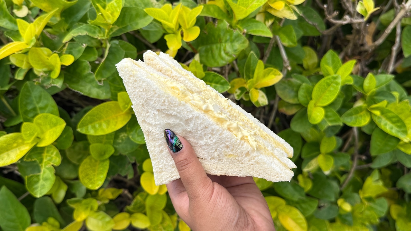 egg salad sando