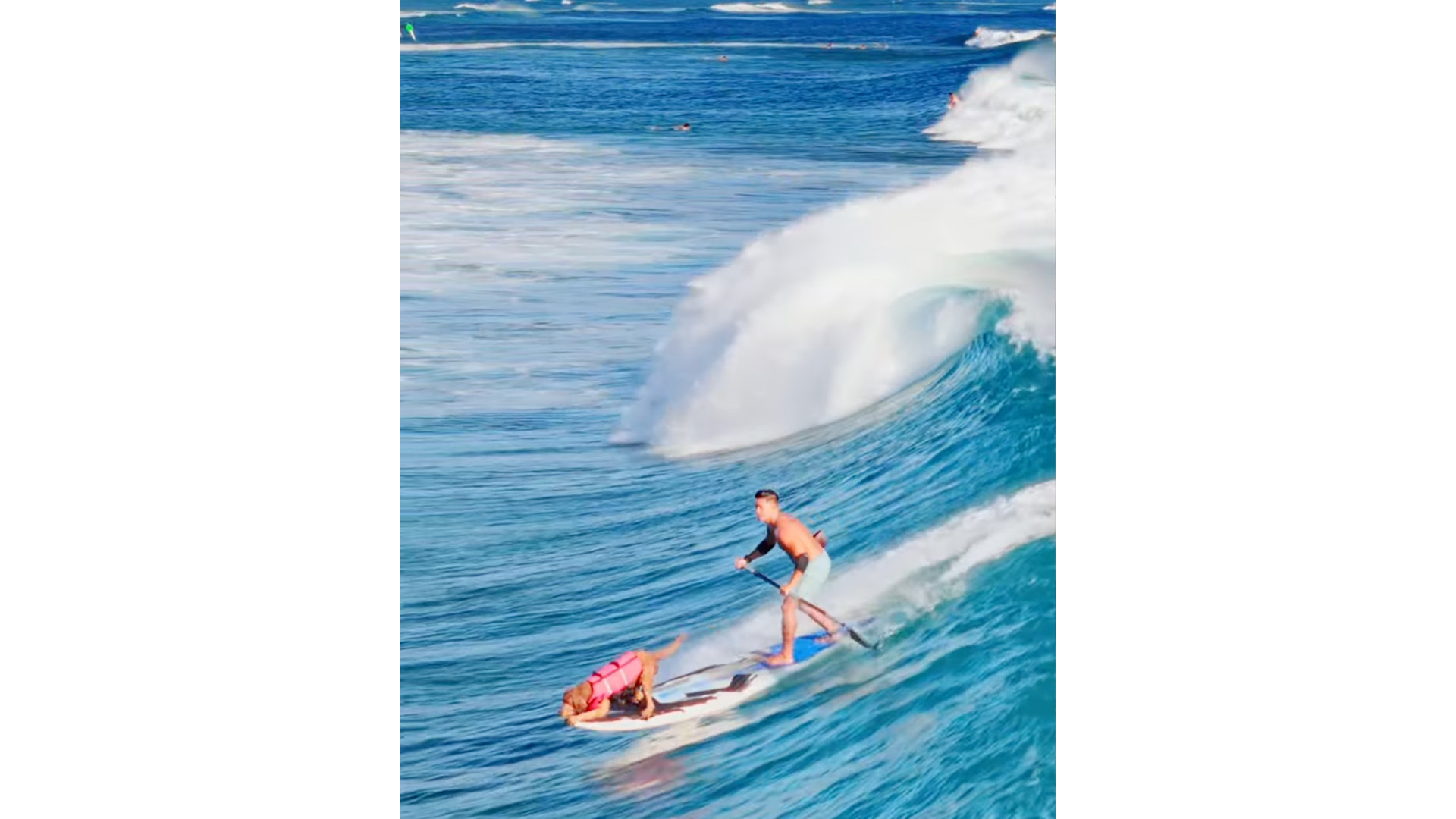 Hawai‘i Scene on Social: Man’s best friend