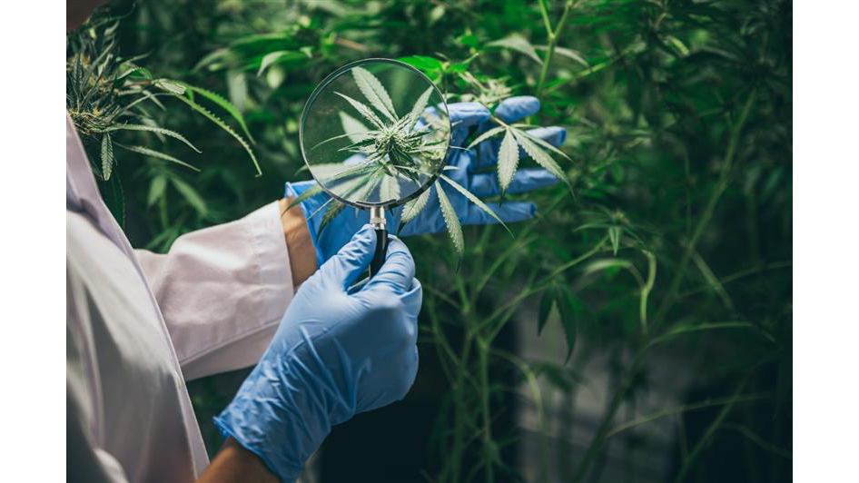 Hawai'i officials react to Trump’s marijuana reclassification