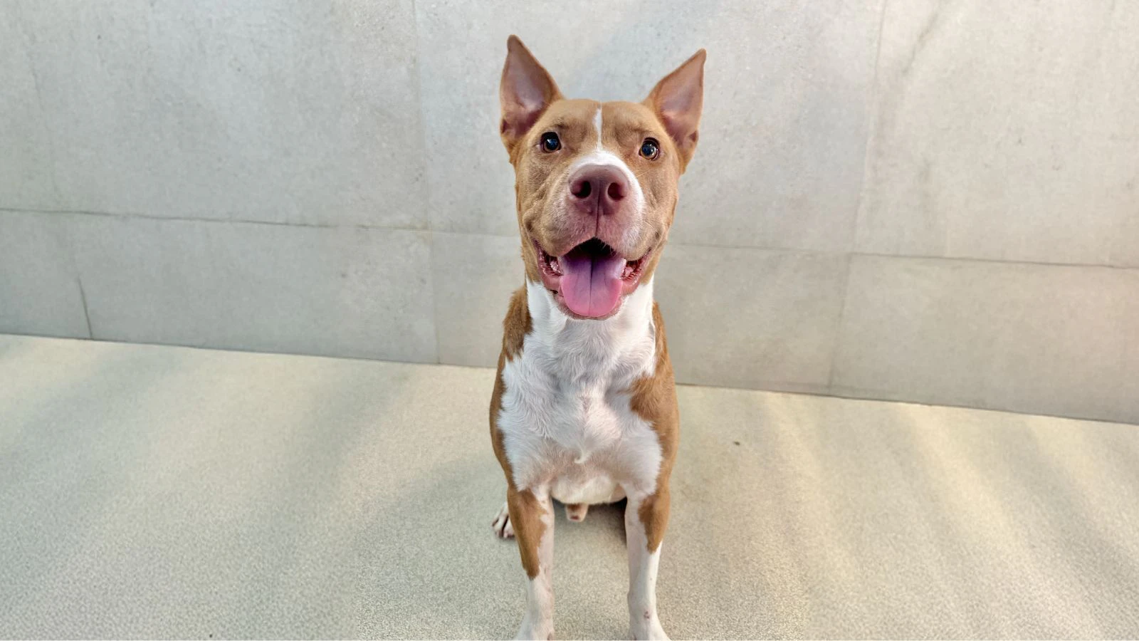 This 53-pound, 1-year-old shepherd/terrier mix, Ahi, loves snuggling up with his humans.