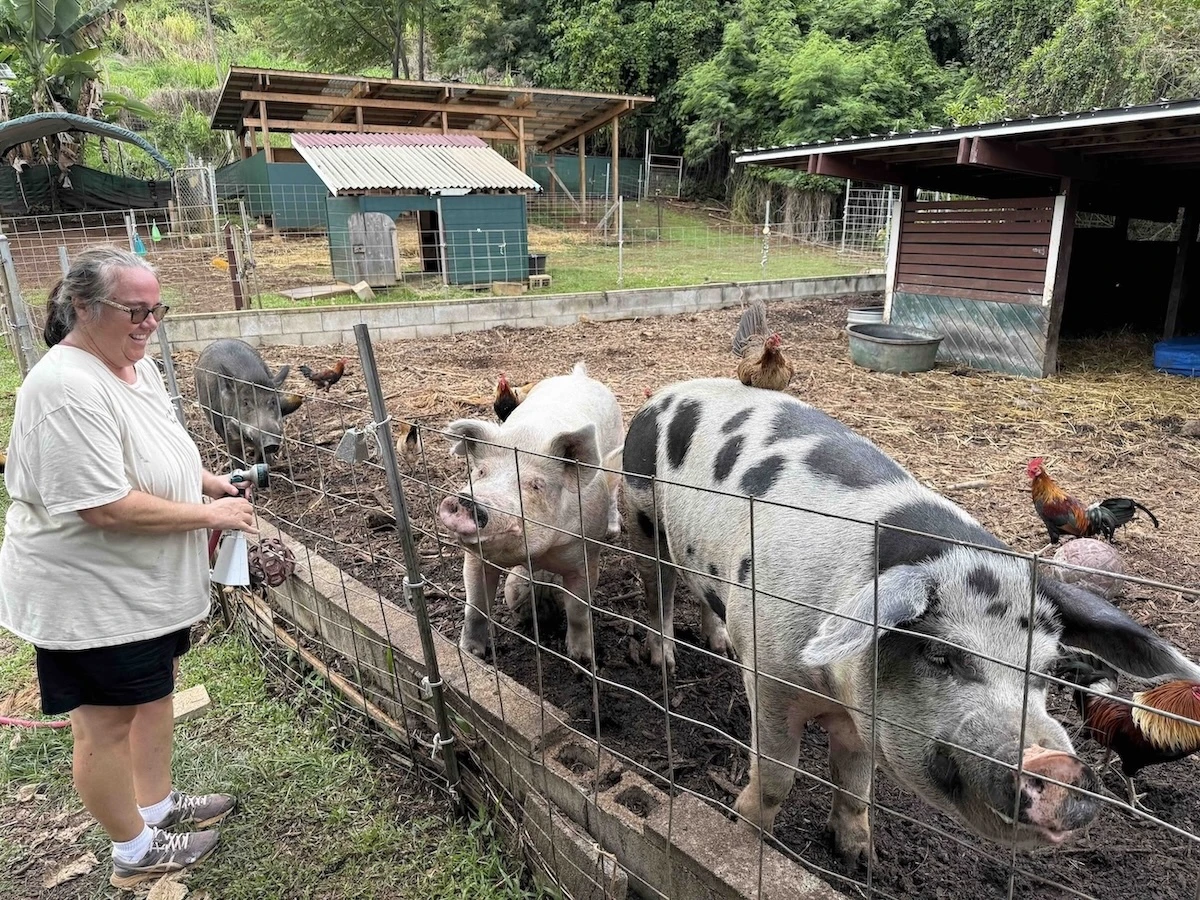 Kristie LaRose volunteers as executive director of Aloha Animal Sanctuary in Kahaluʻu, Kāneʻohe. She is pictured here feeding the pigs.