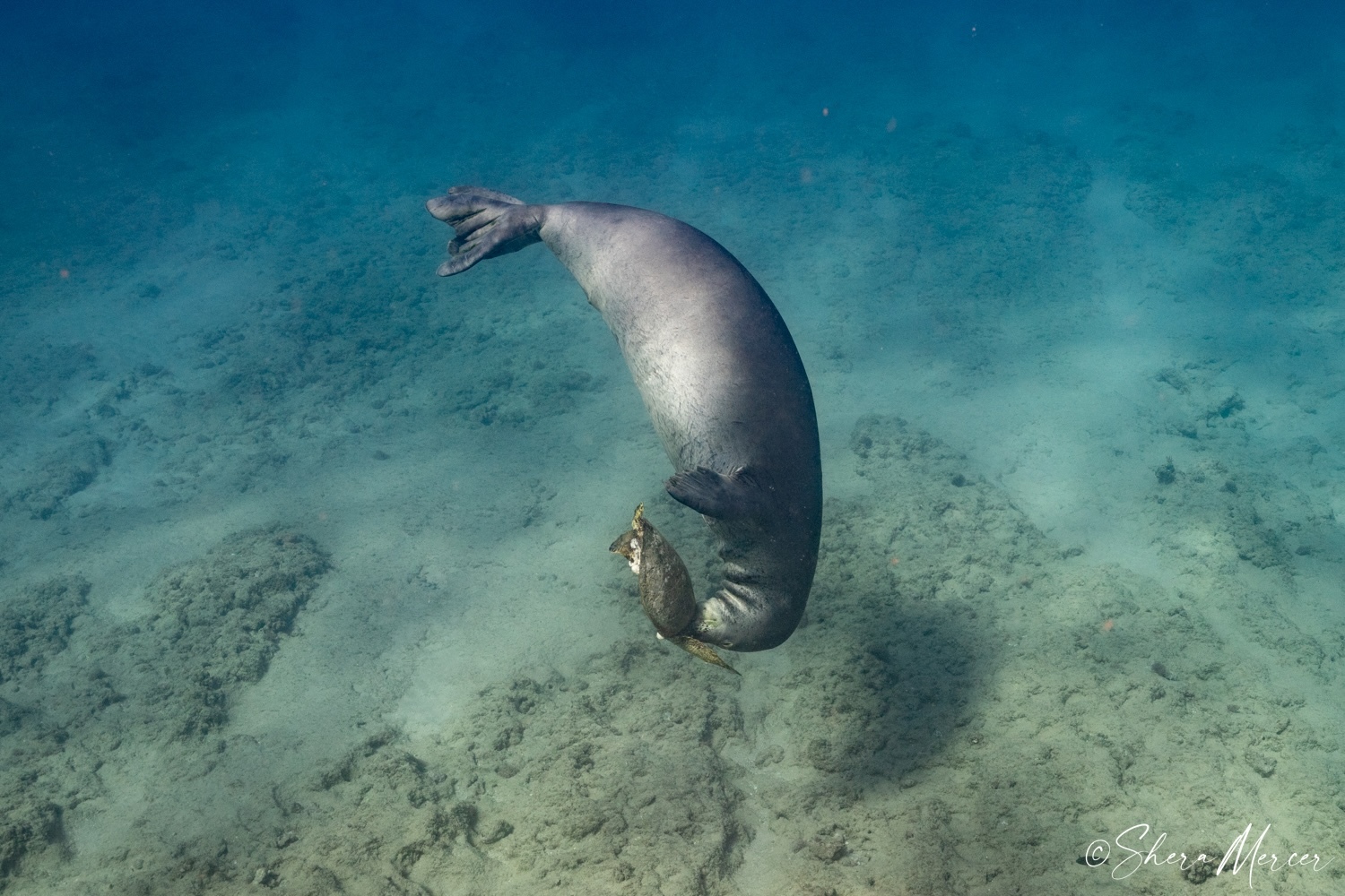 Photograph of a playful seal and turtle.