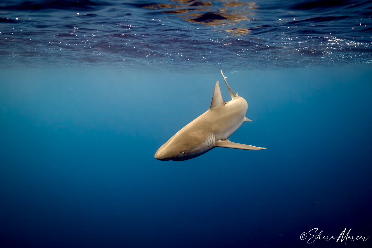Photograph of a shark.