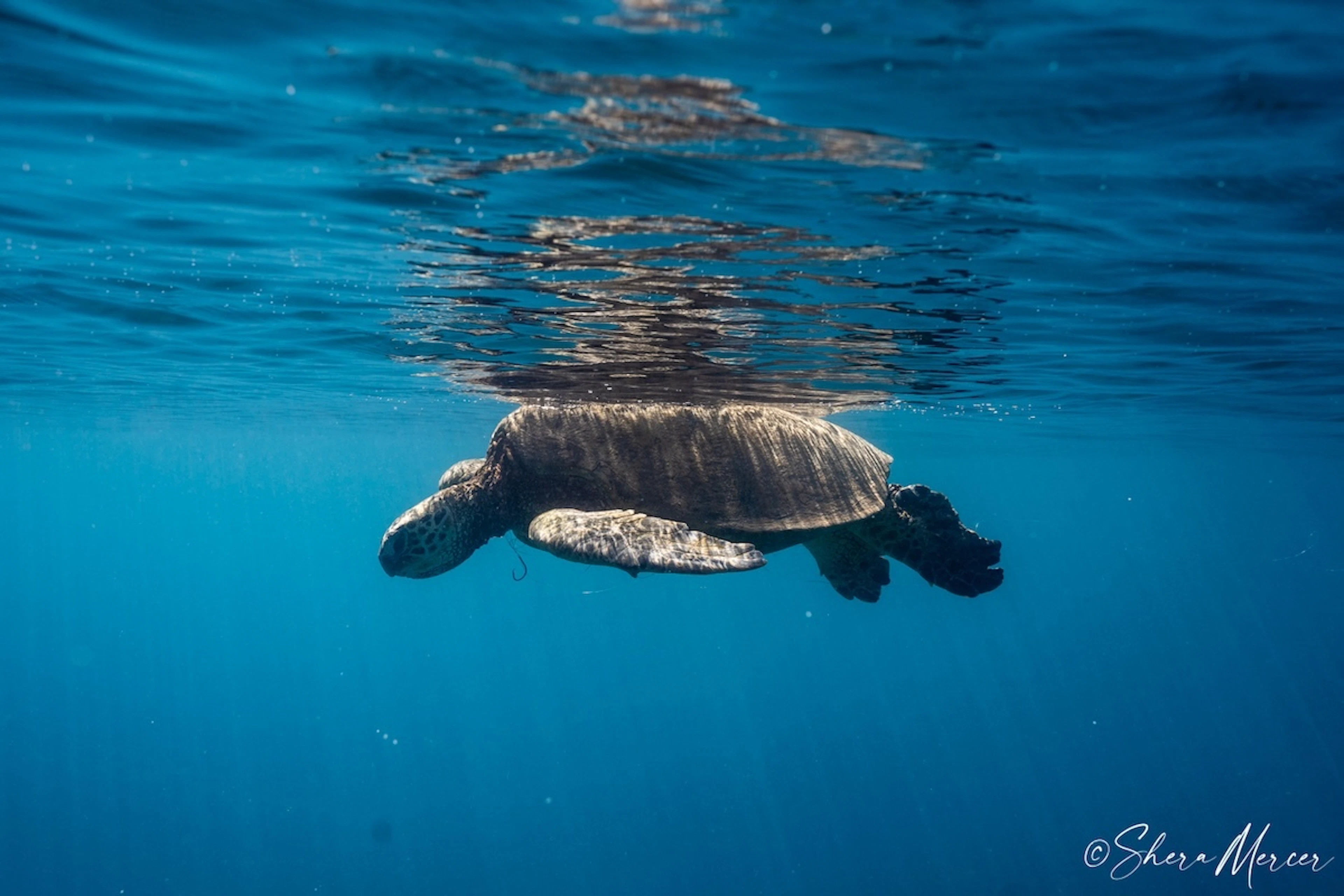 Merder Turtle Local maker loves to malama the ocean
