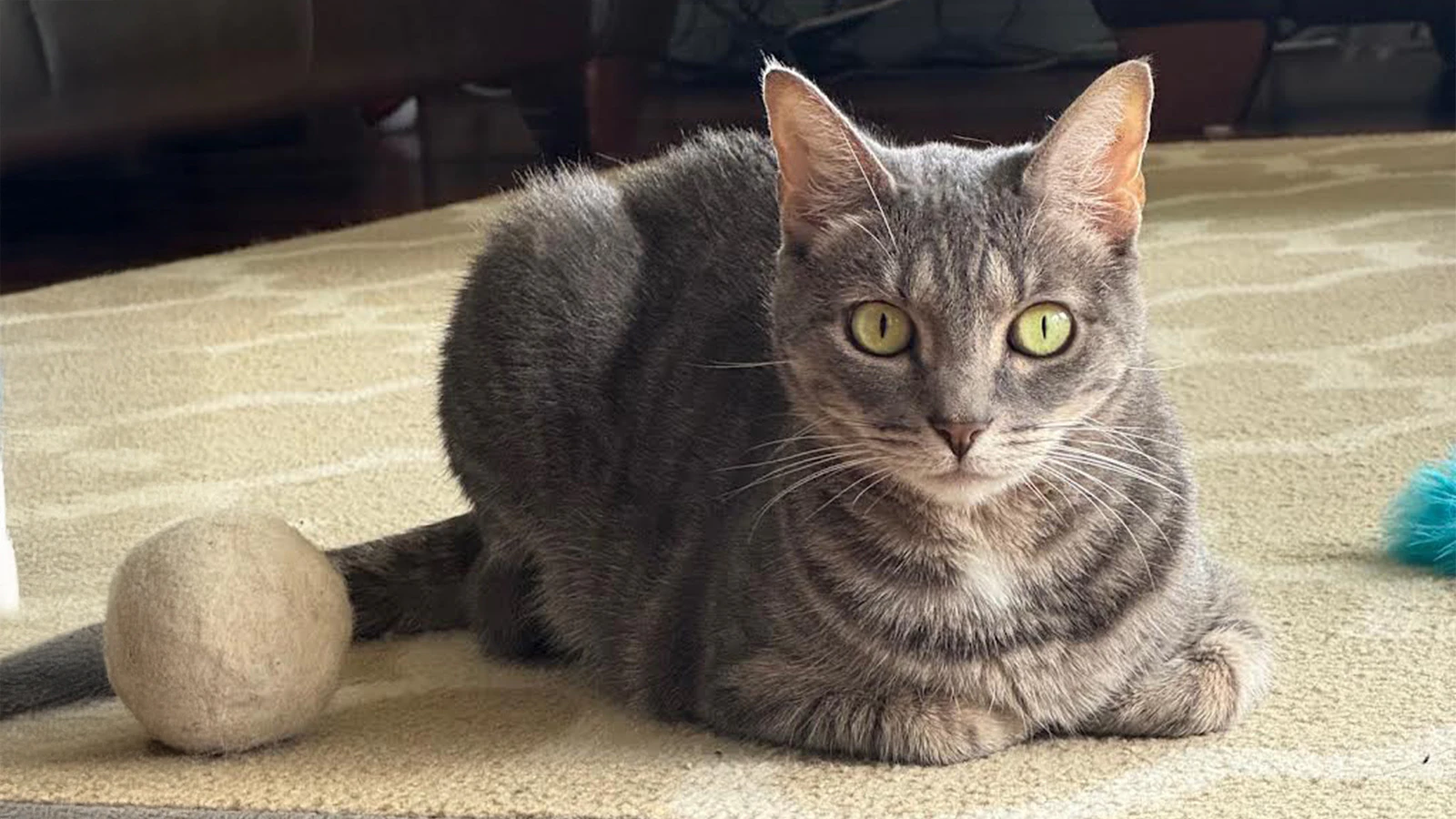 Adopt-a-Pet Maui: Aspen ʻenjoys life at a calmer paceʻ