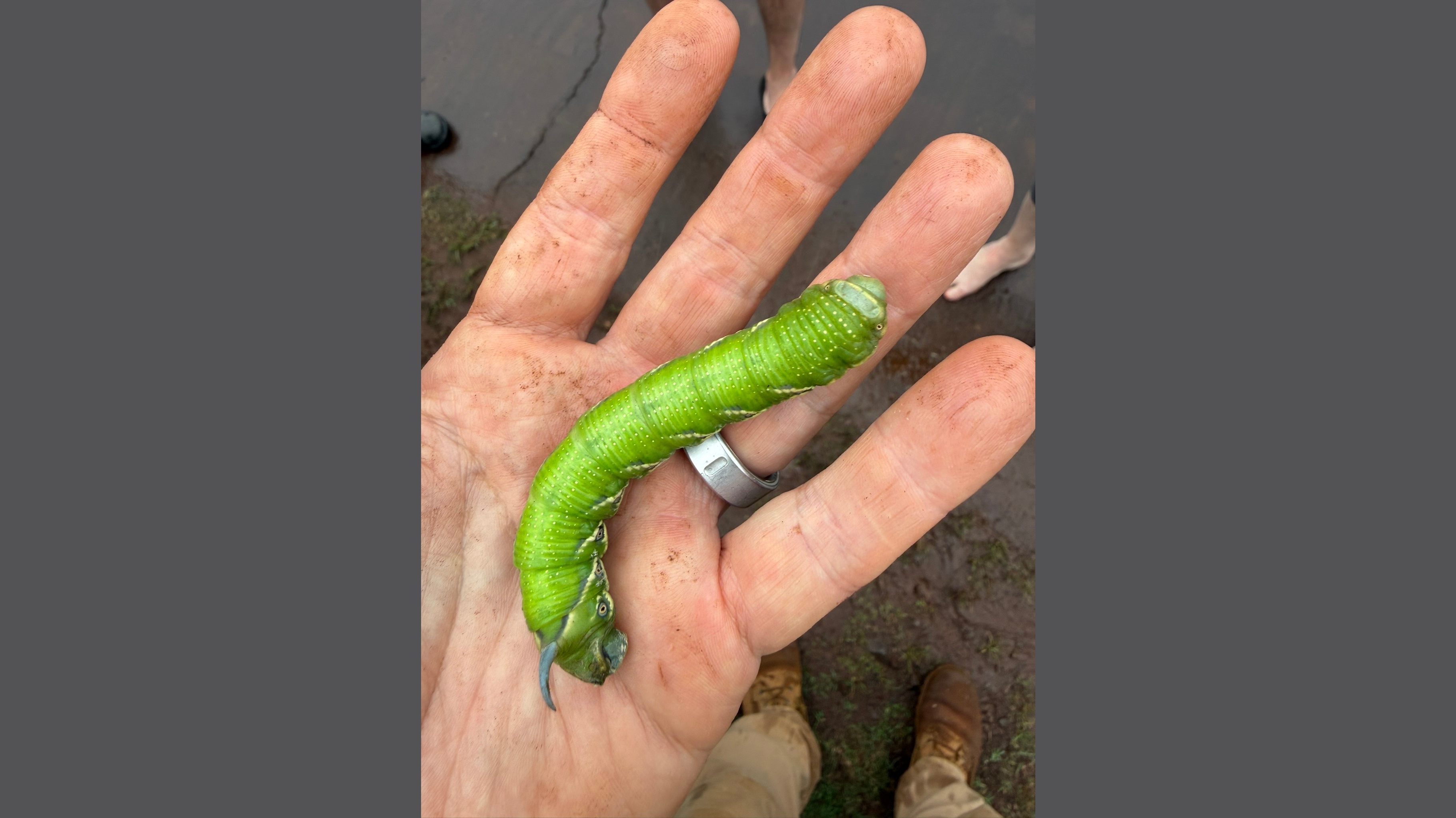 Pūlama Lāna‘i conservationists and other agencies responded to an inquiry from a Lāna‘i resident who discovered a rare species called the Blackburnʻs Sphinx moth on a sidewalk in town in October 2025.