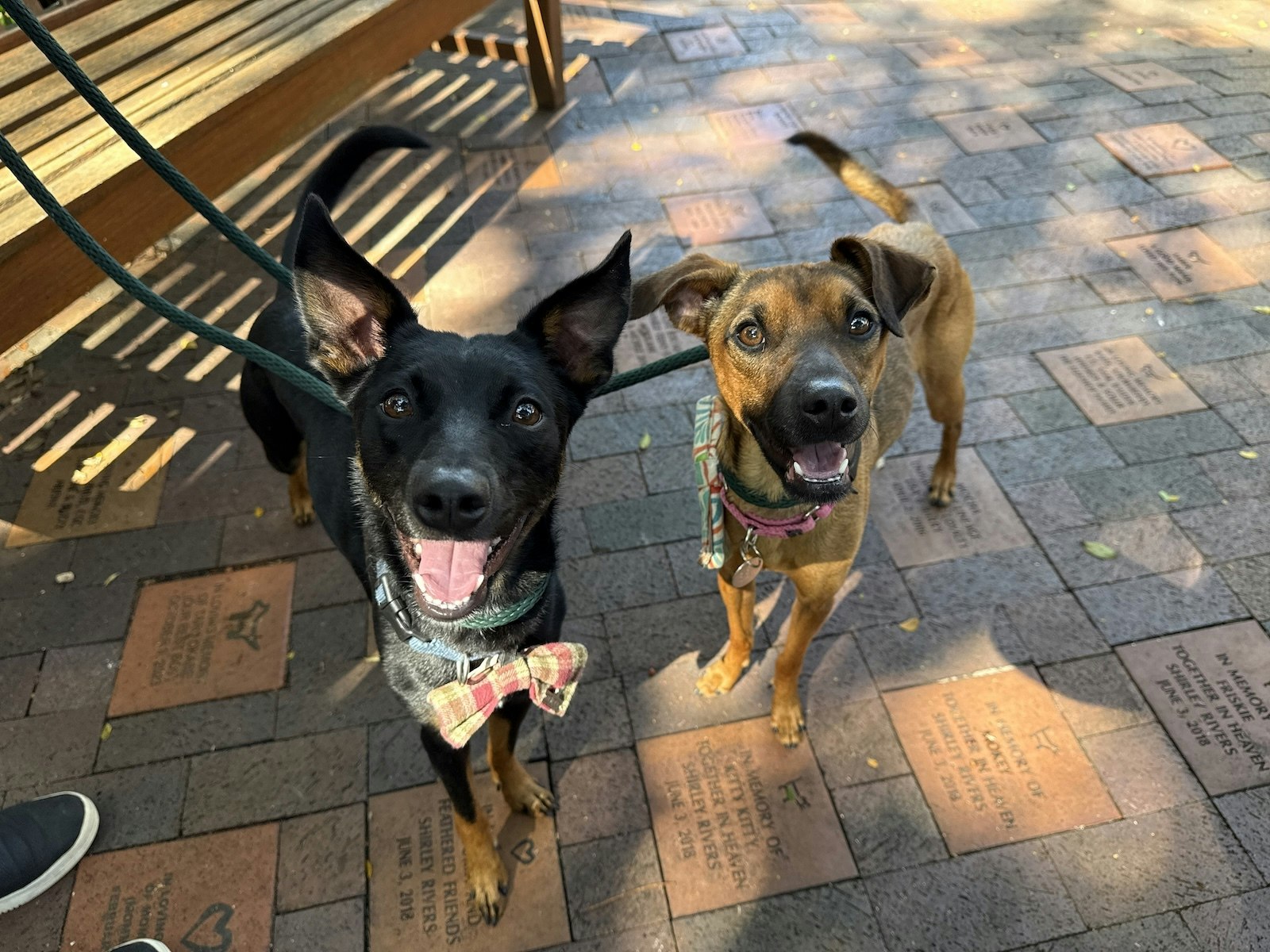 Two dogs out for a walk looking cute, tongues out.