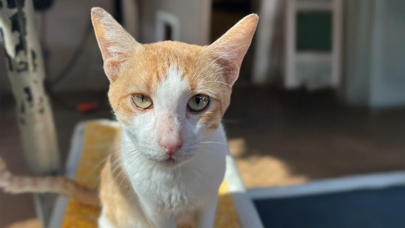 Adopt-a-Pet Maui: Curious cat named 'Broccoli Cheddar' needs a safe home