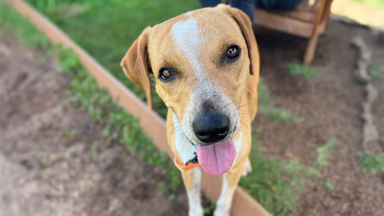 This Maui girl, Brooke, loves treats, zoomies and toys, too!