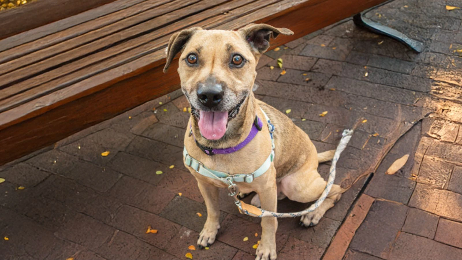 Adopt A-Pet March 27, 2025: Meet Bubbles, a smart ʻgoofballʻ terrier mix