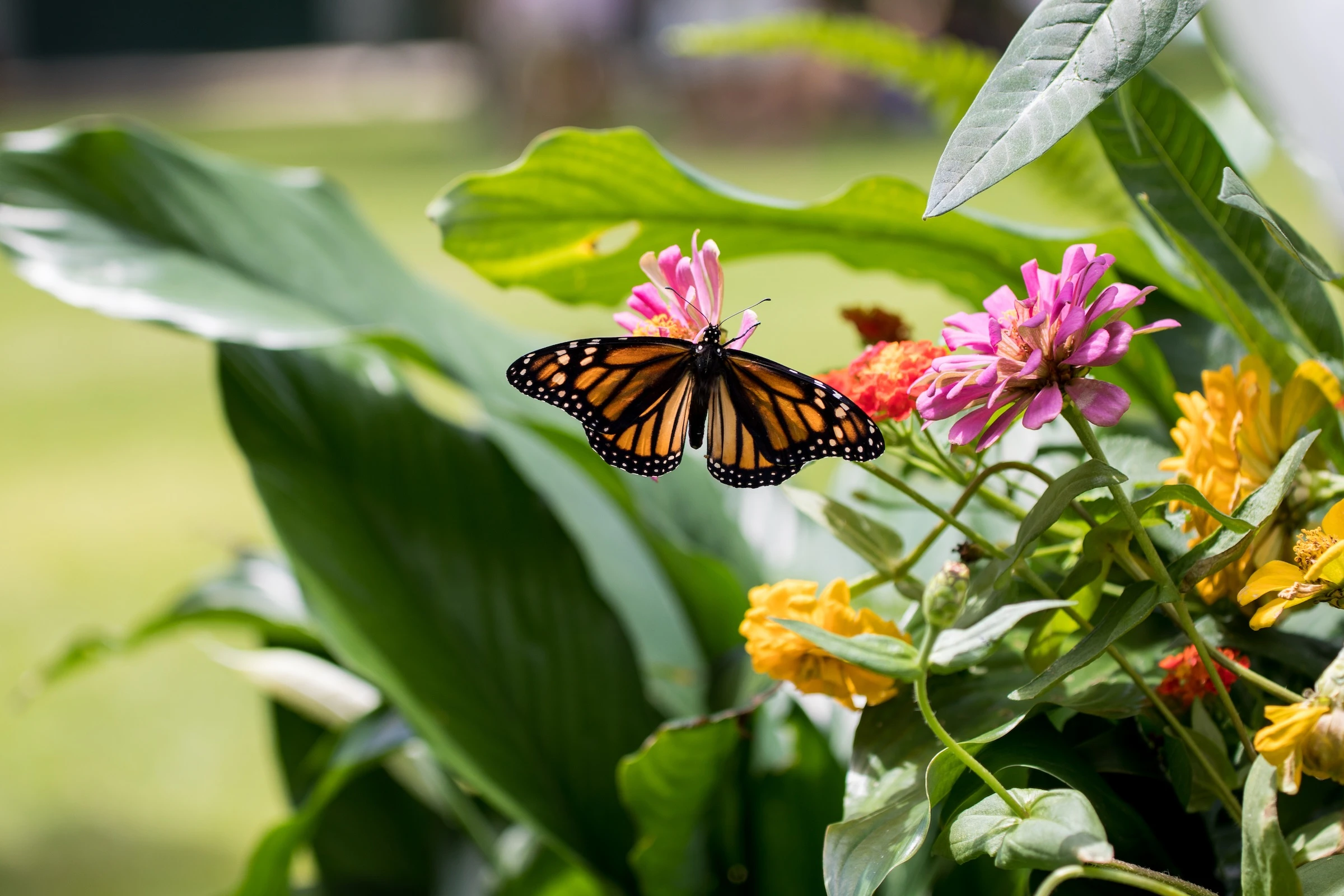 A butterfly tent is one of the free activities available for families at Ward Village celebration of Founder’s Day on Saturday, June 14.