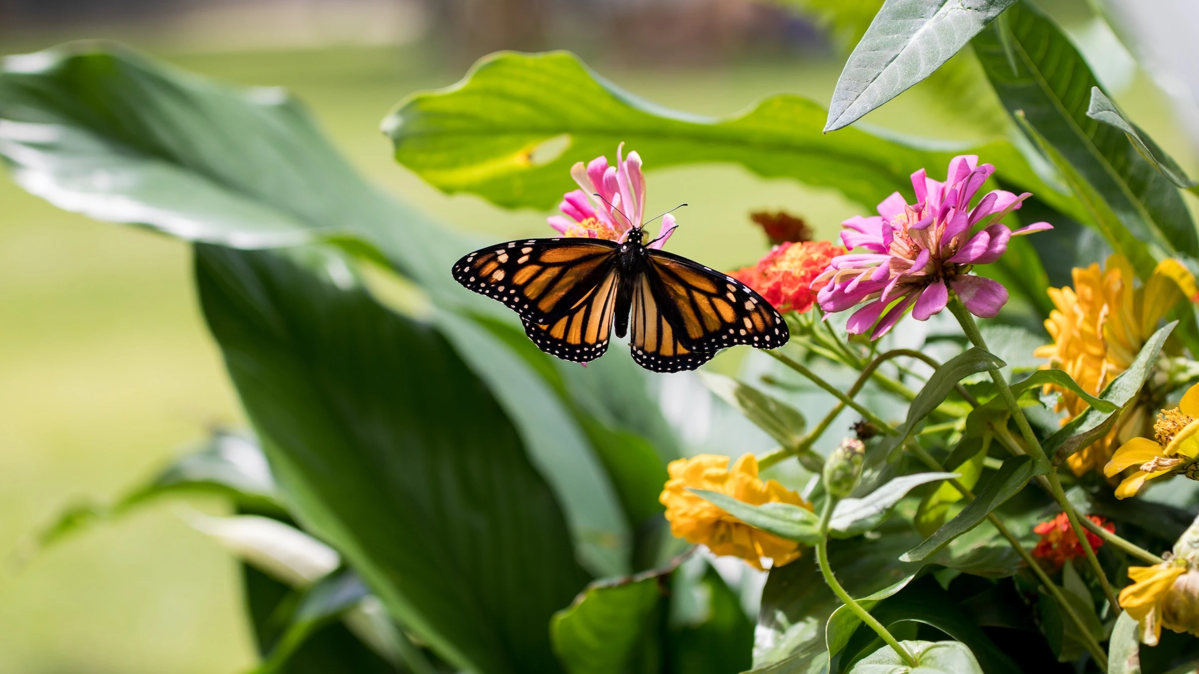 Eight things to do on Oʻahu this weekend: Friday, June 13, to Sunday, June 15