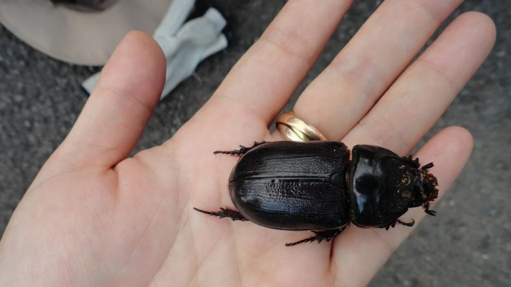 What CRB Response is doing about this palm tree pest