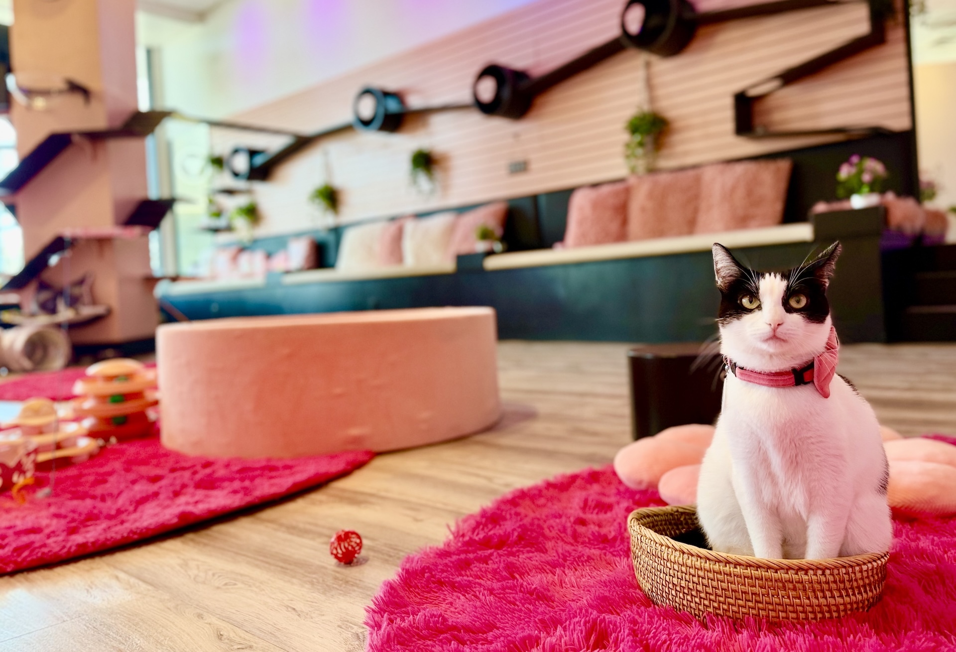 Courtesy Cat Café Maui