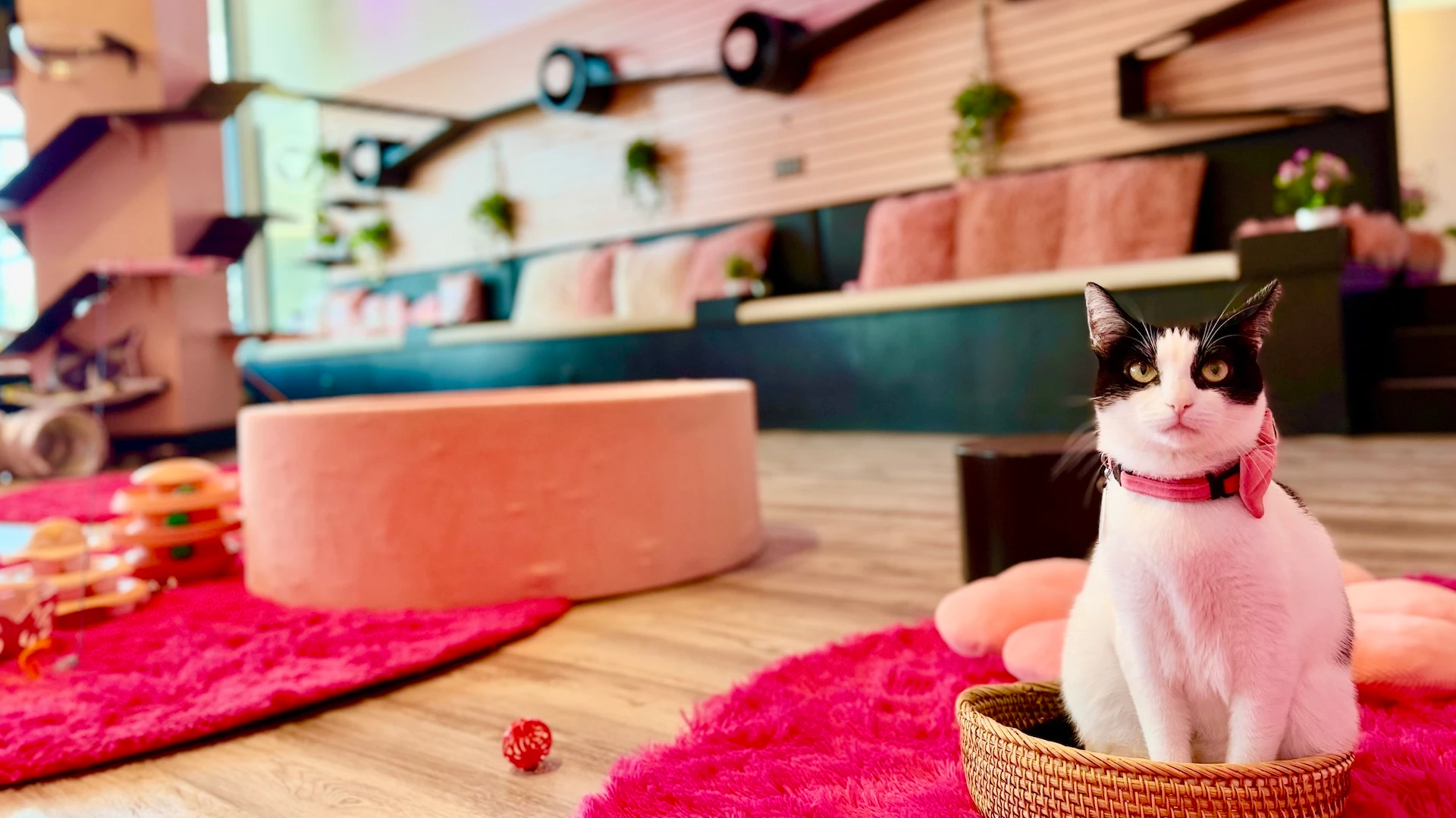 Courtesy Cat Café Maui
