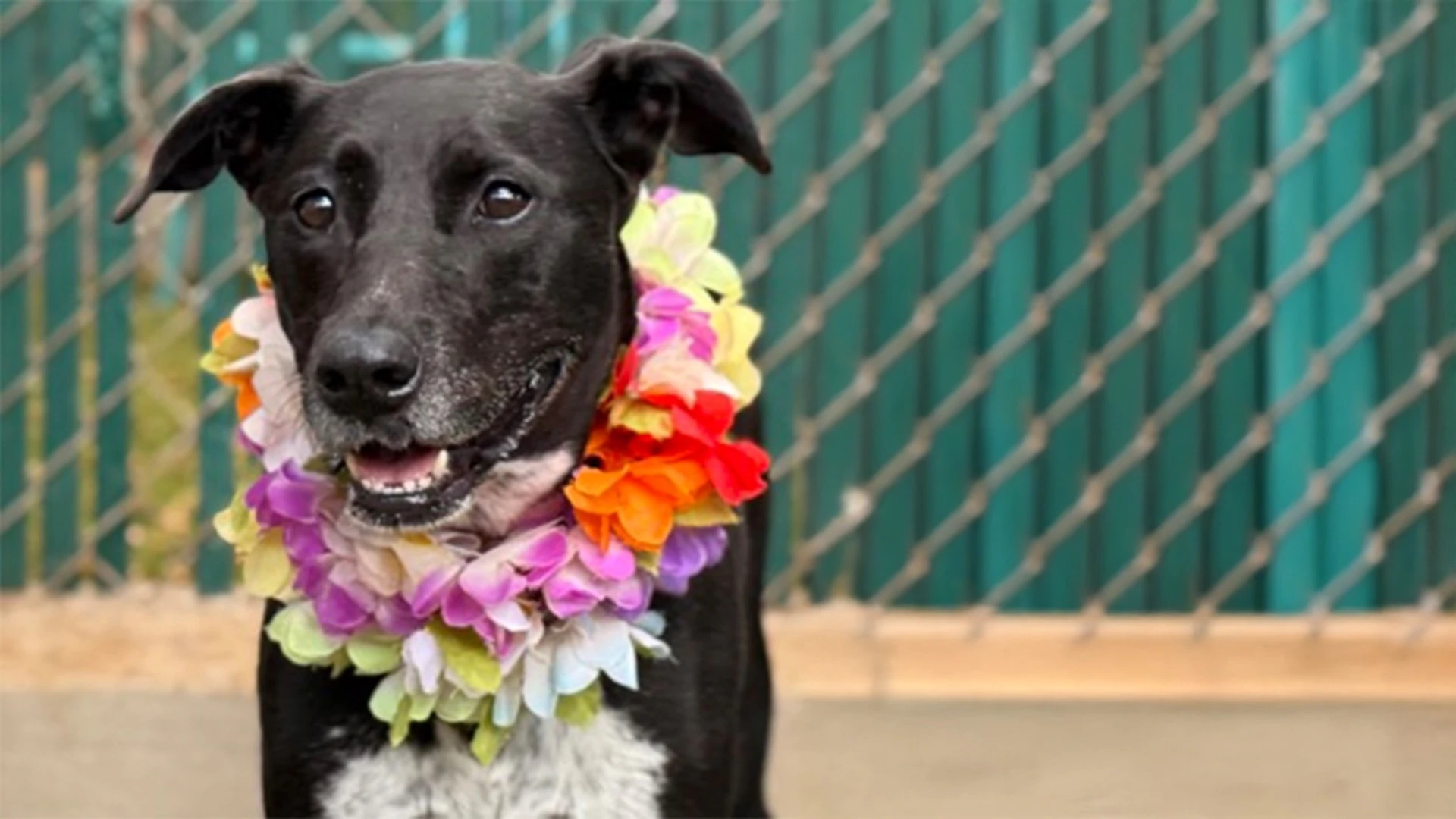 After a long day, she will be there at the door, tail wagging, ready to say, “hi!”