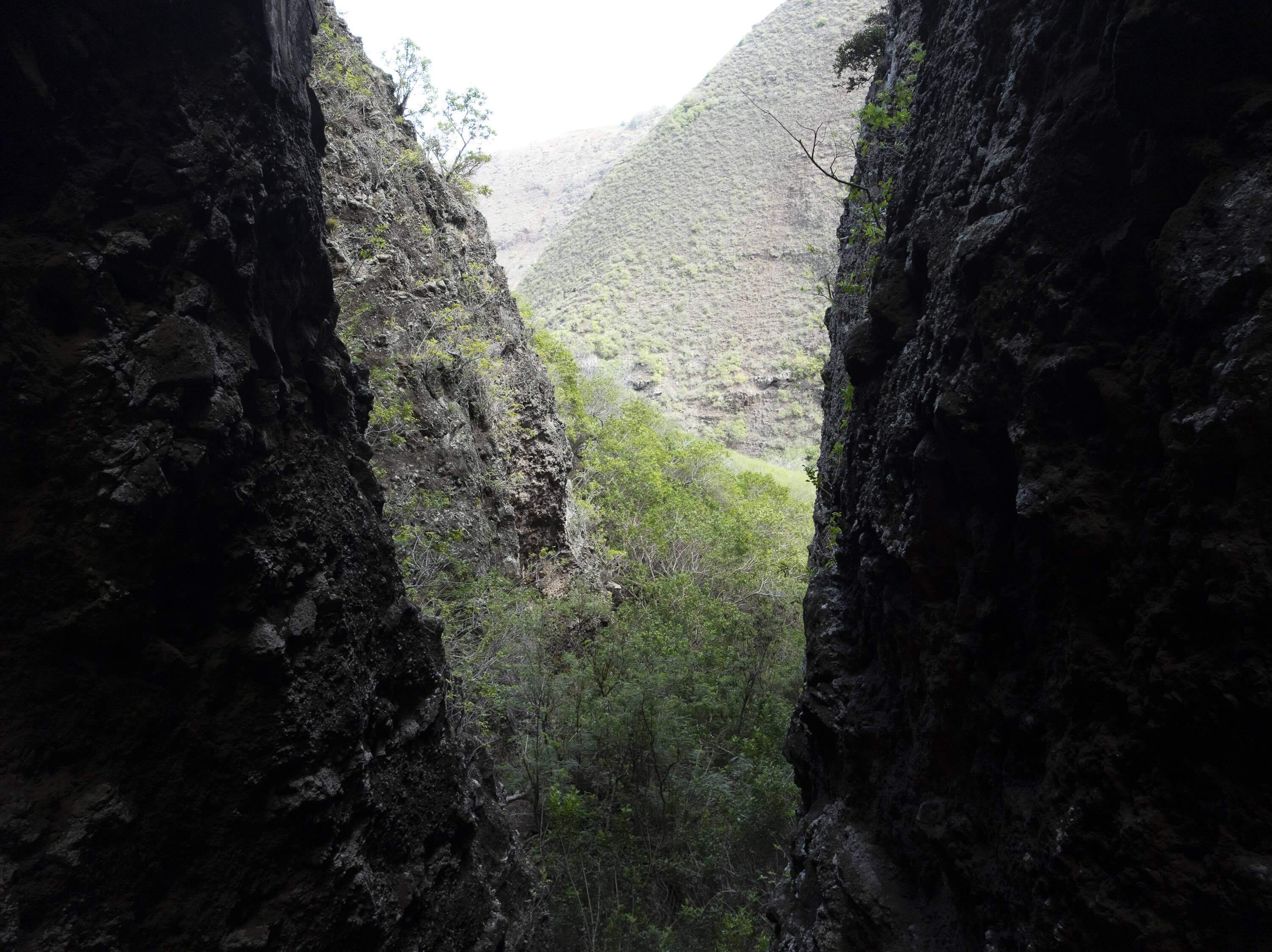 Maui Nui Plant Extinction Prevention Program surveyed Lāna‘i's Maunalei Valley and some of the surrounding canyons using old maps and a drone, which helped the team locate several native species at once.