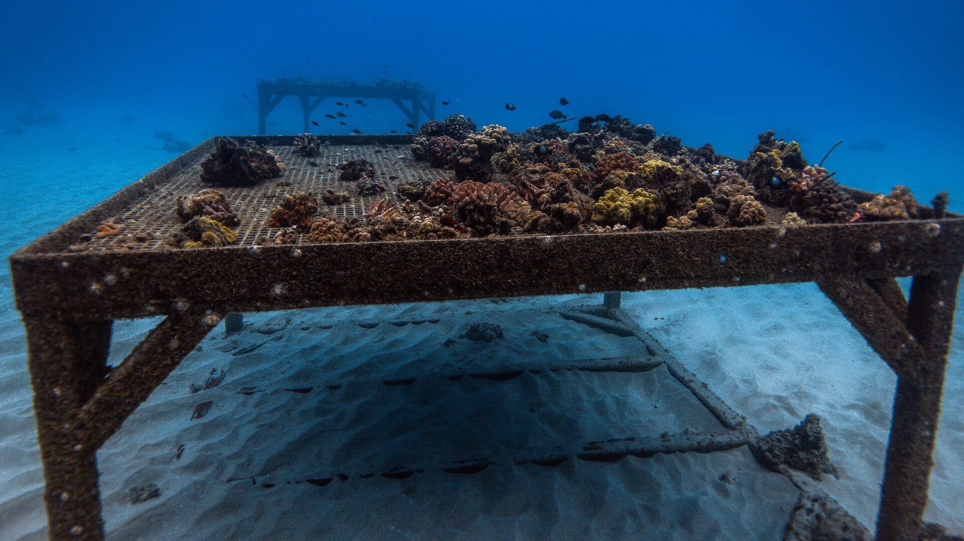 Mālama Maunalua is rebuilding coral reefs in East Honolulu by outplanting.