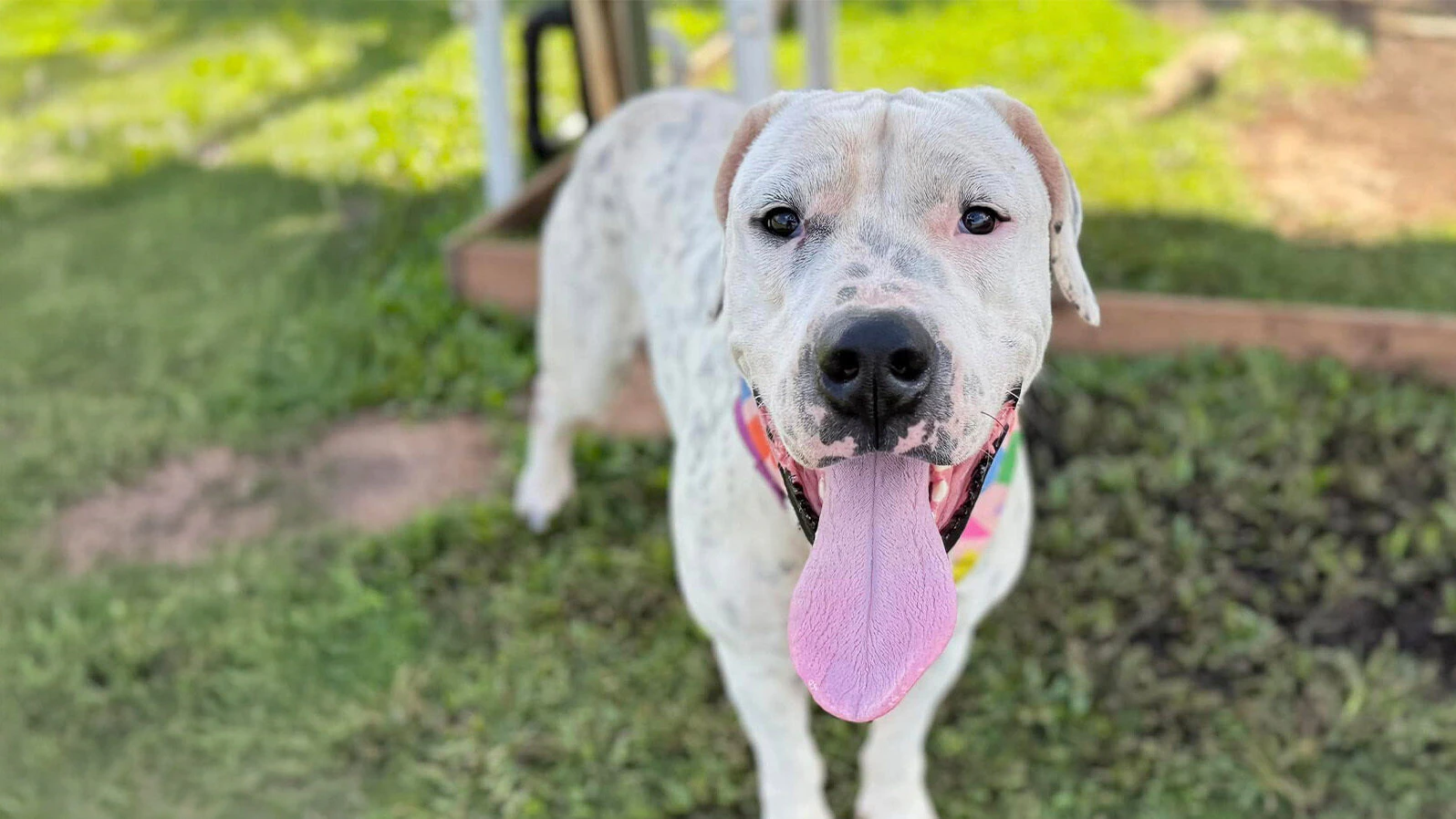 Adopt-a-Pet May 23, 2025: Maui's Cream Puff seeks home