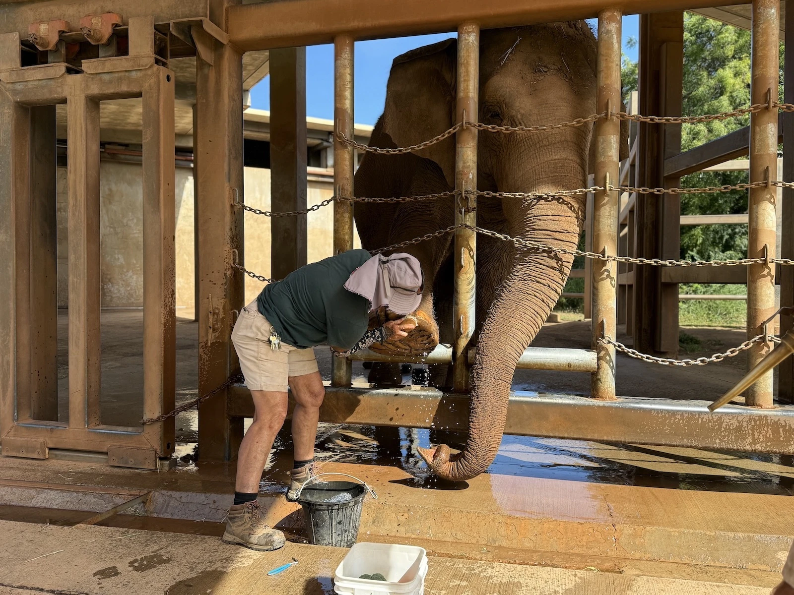 Davis cleans Vaigai’s foot. The elephants’ feet are inspected daily, and they get a full pedicure once a month.