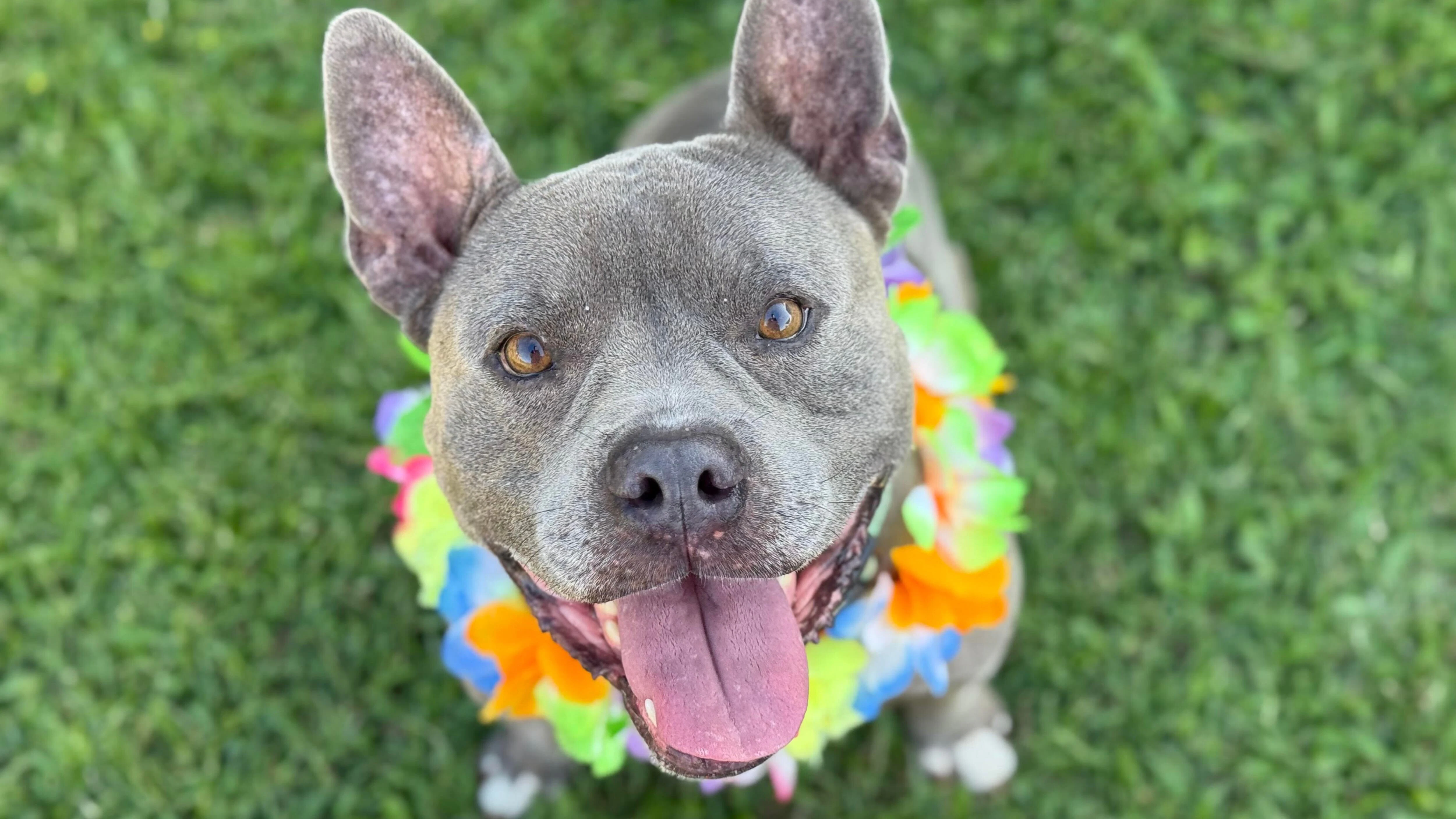 Adopt-a-Pet July 10, 2025: Debo never wants to be left behind